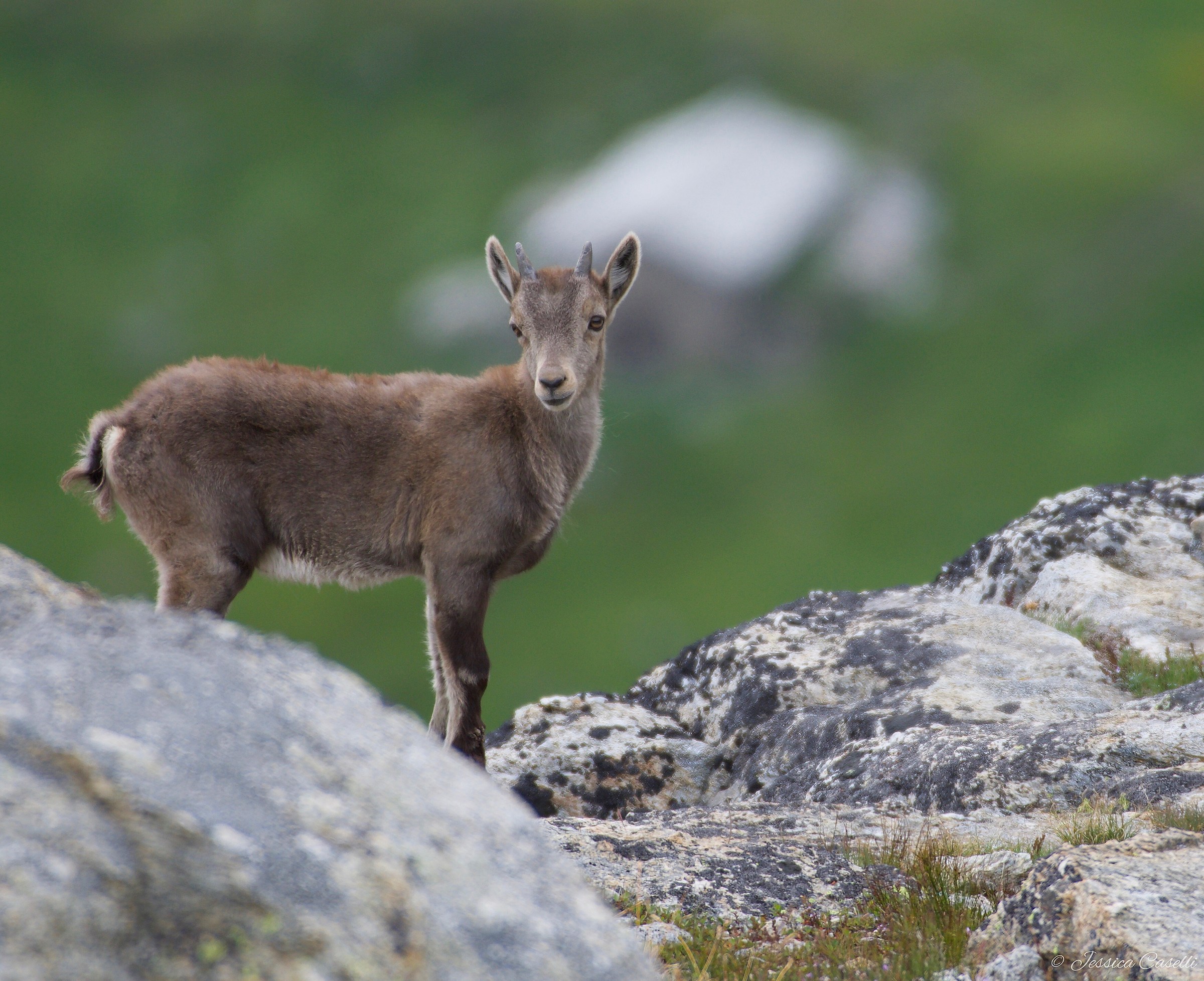 Giovane Stambecco