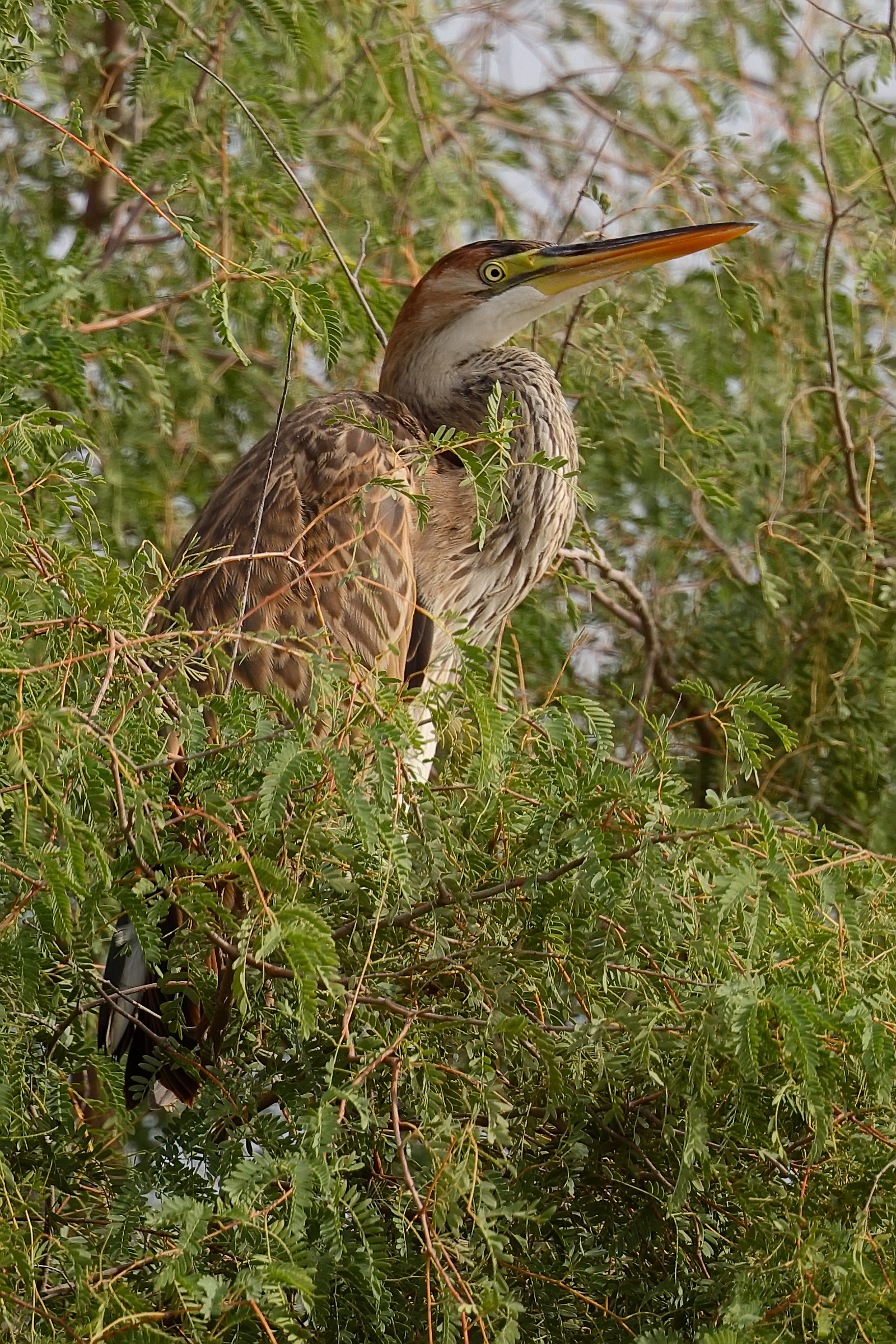 Red Heron