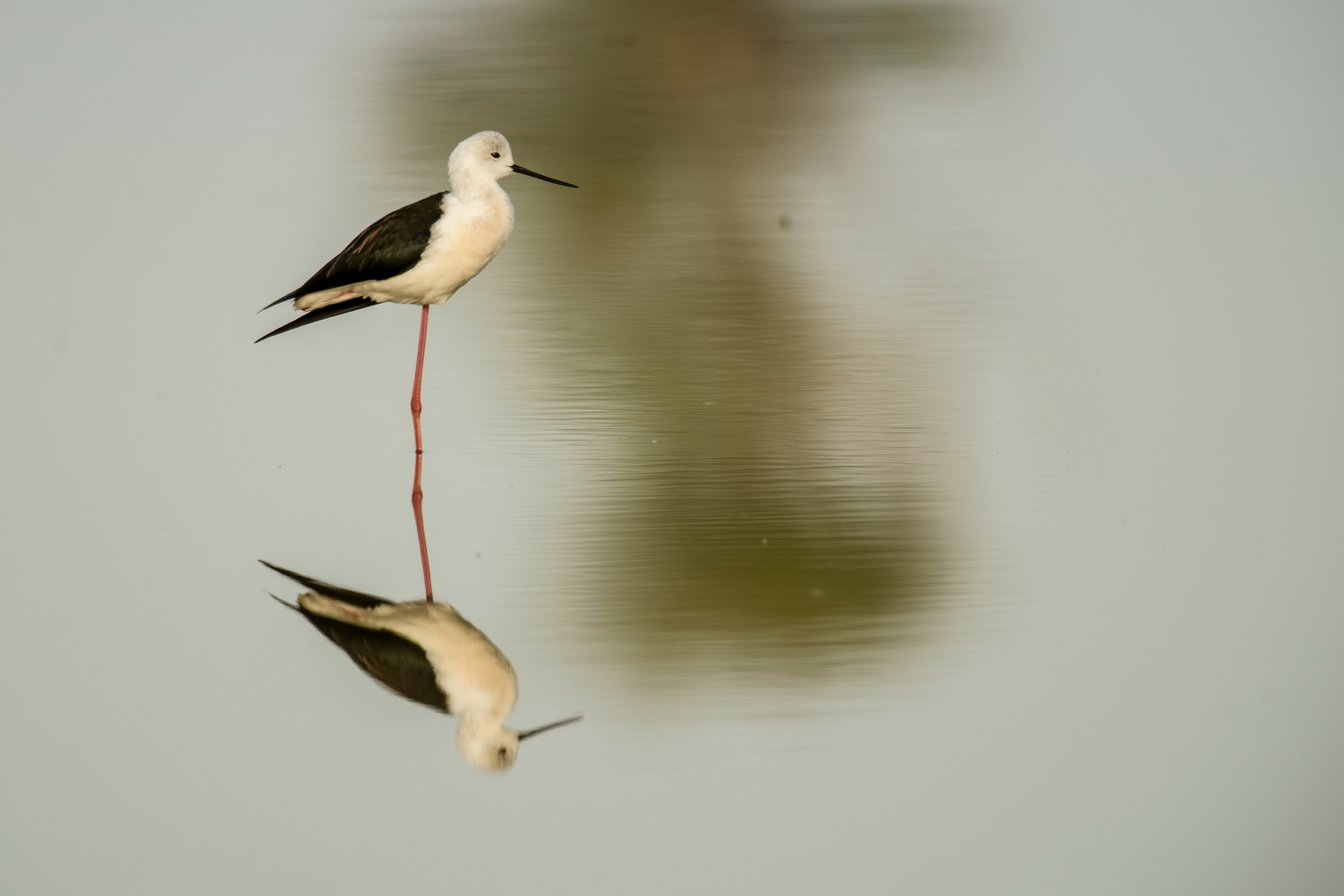 Knight of Italy reflex