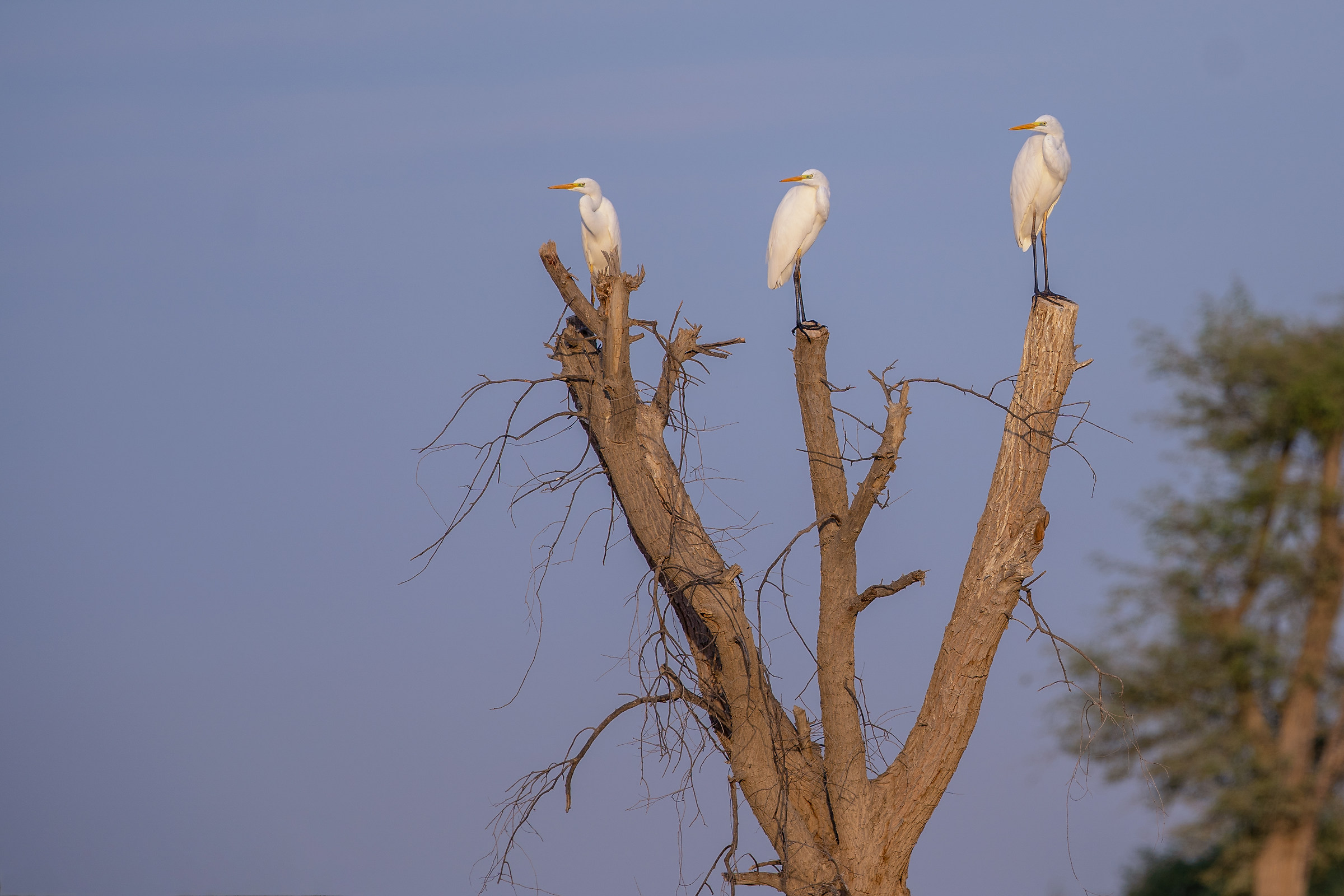 Three major white herons