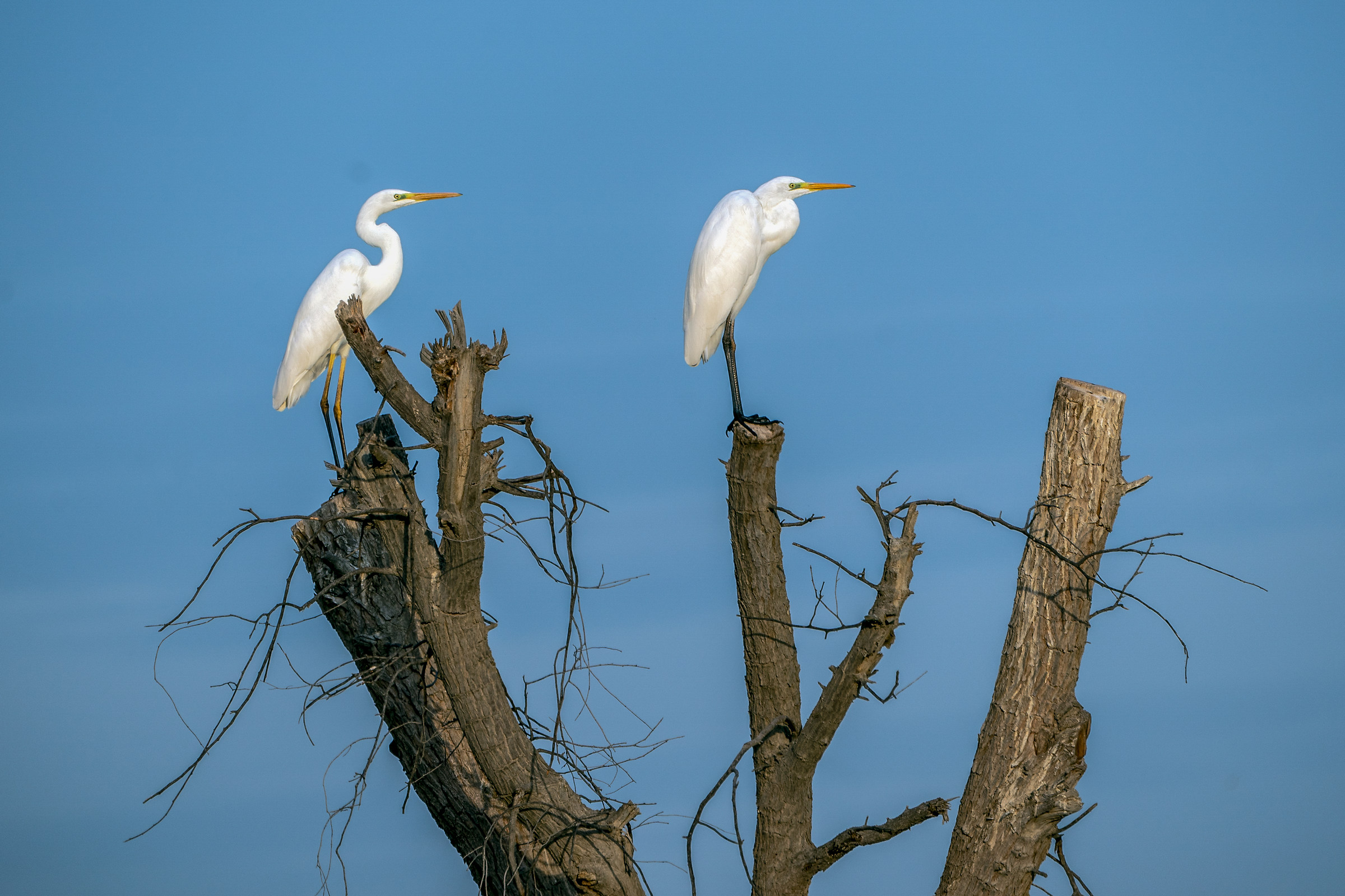 Senior White Herons