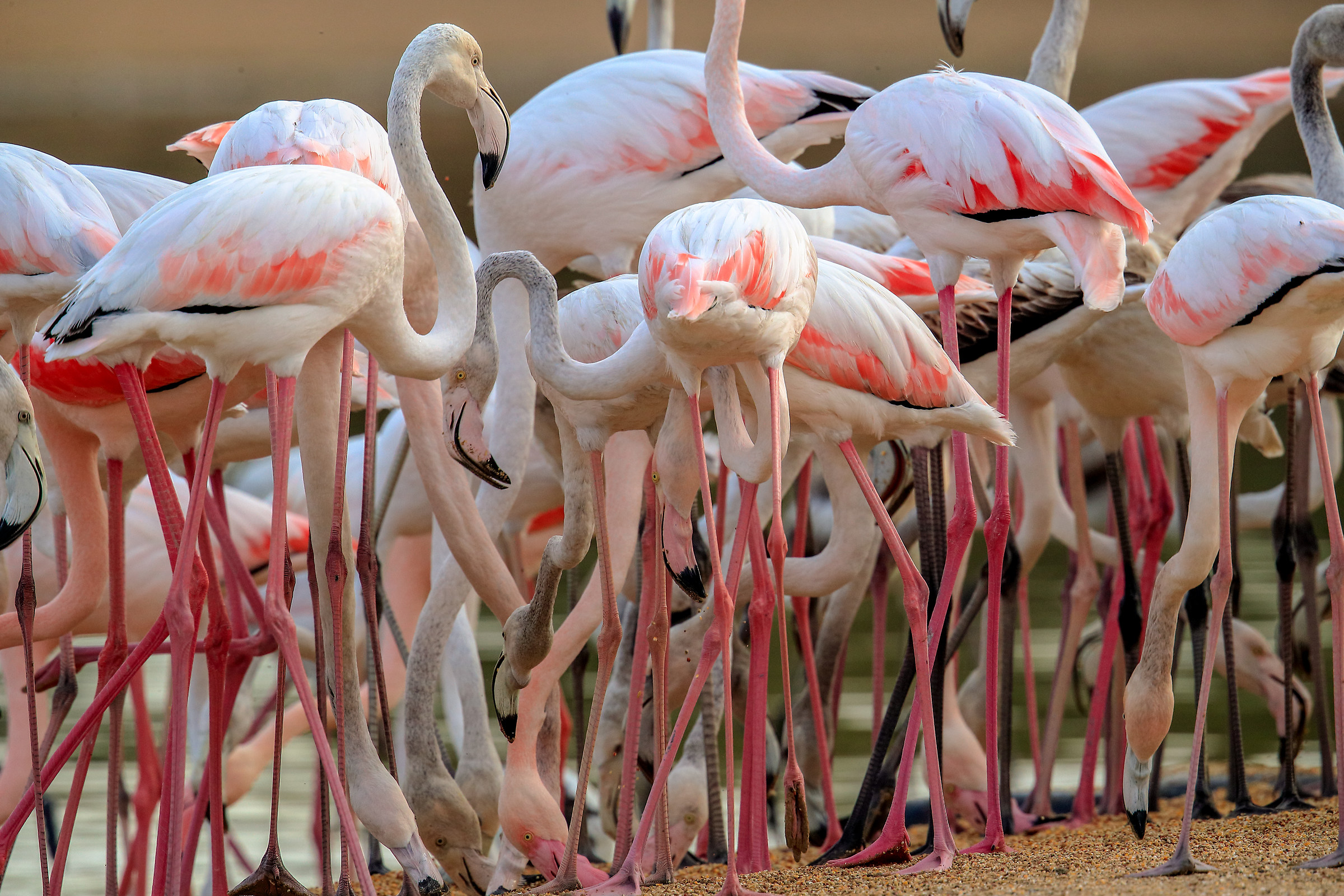 Crowd of flamingos
