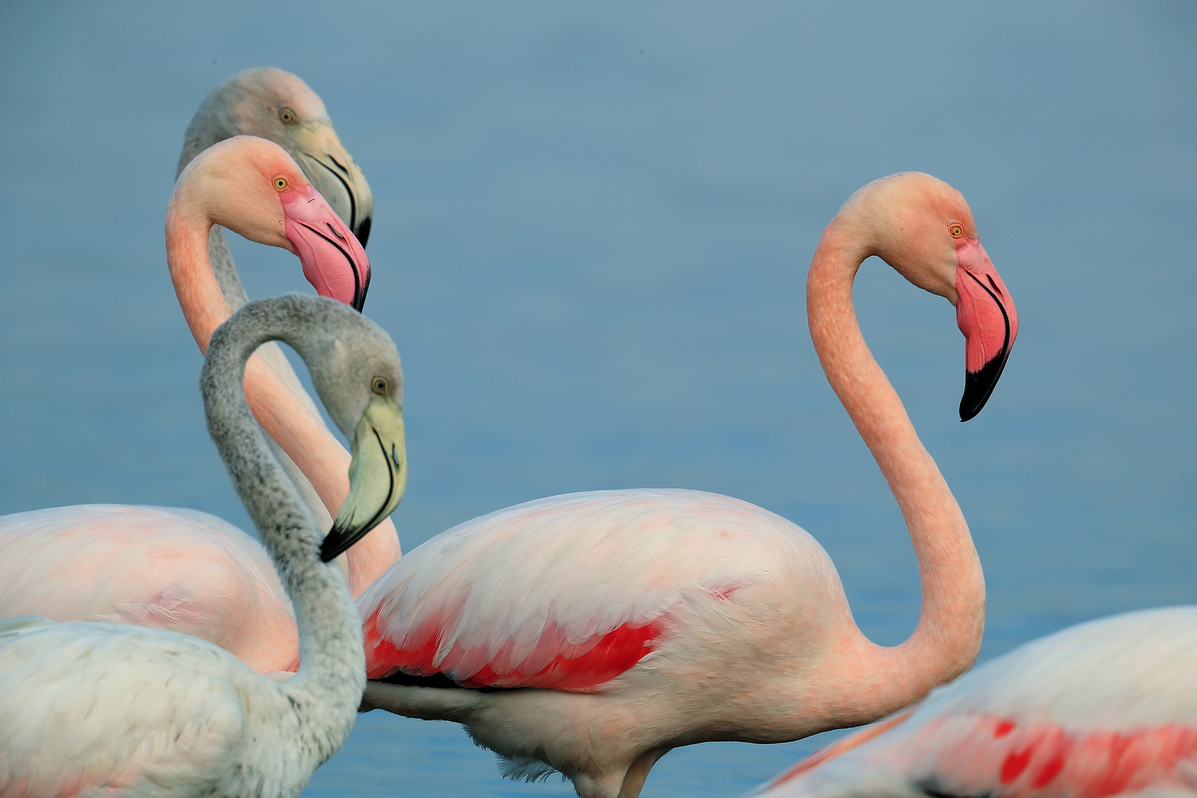 Greater Flamiongos at sunrise