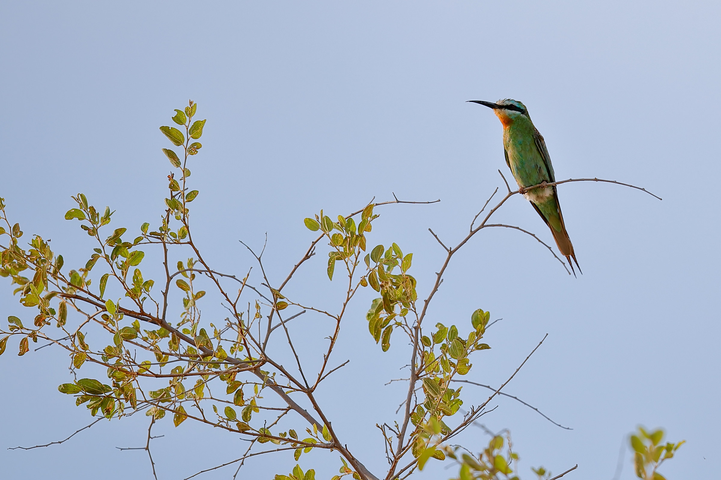 Green Bee Eater