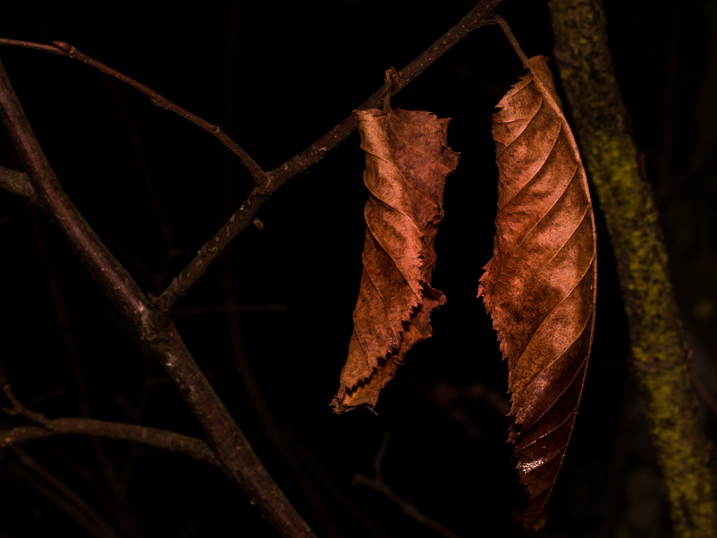 Autumnal leaves 3