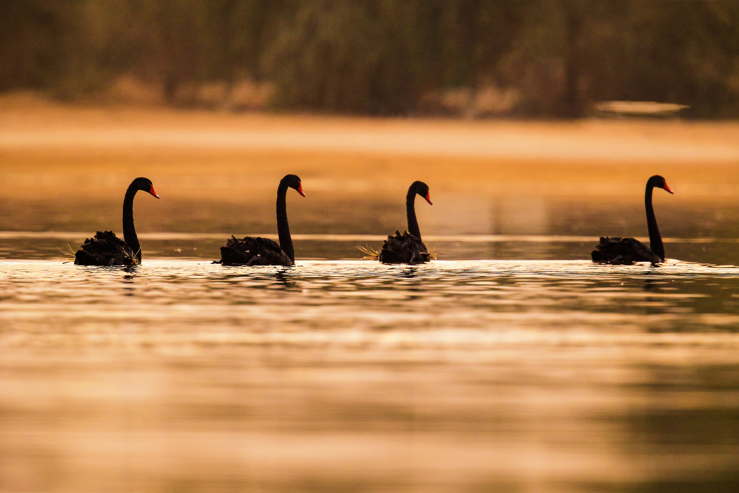 Black Swans at dawn