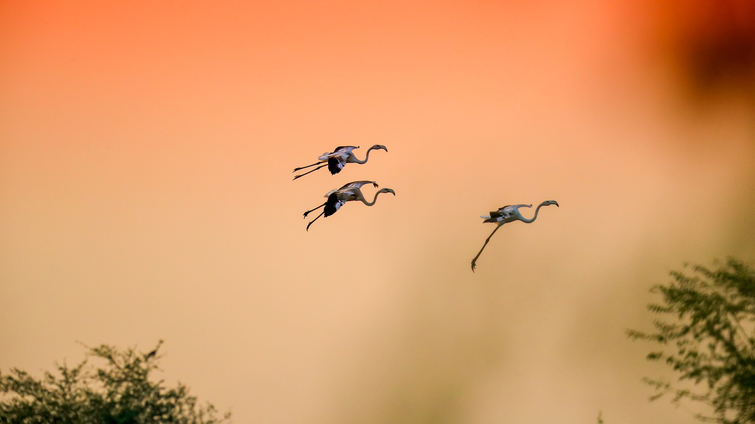 Suspended in flight-greater flamingos