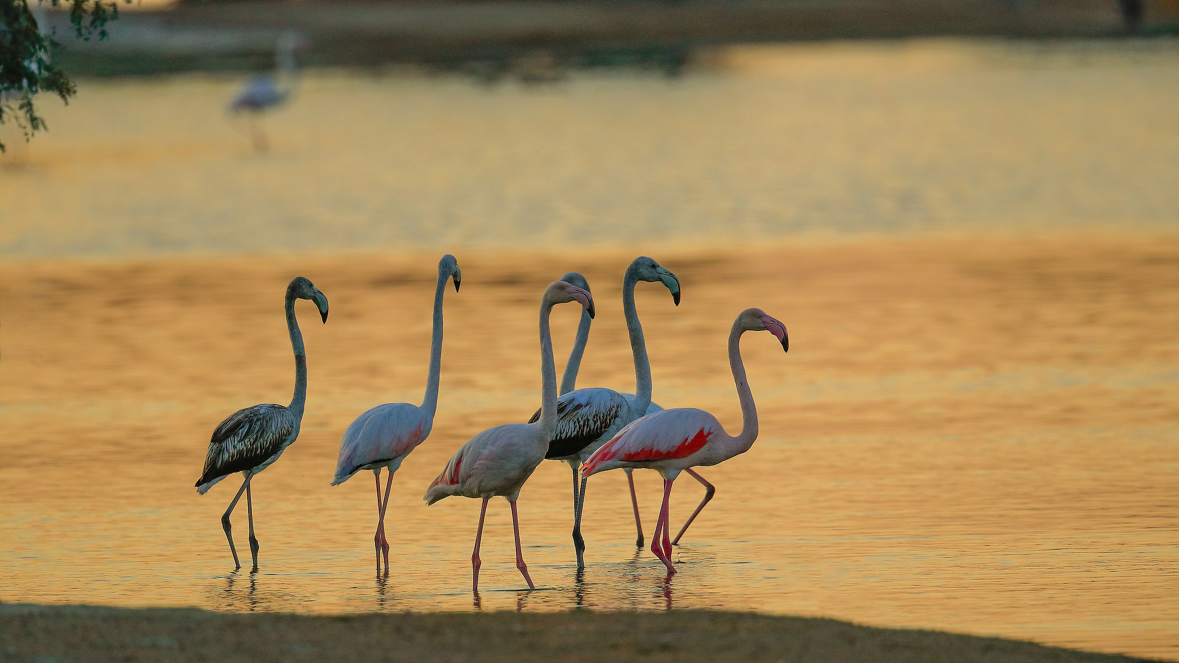 Greater Flamingos