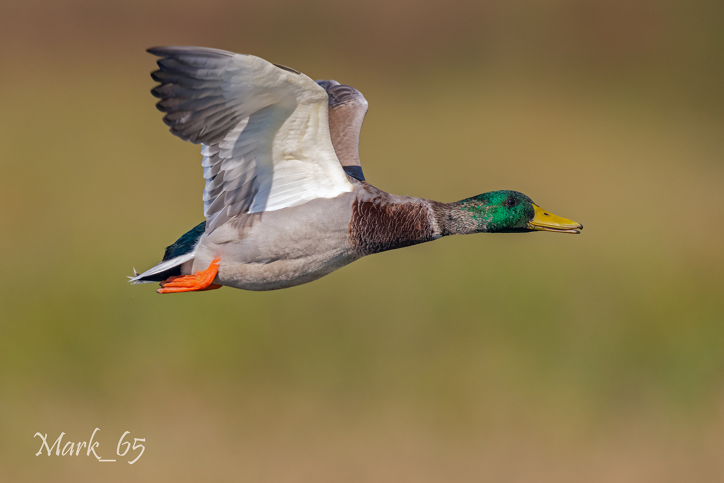 Mallard