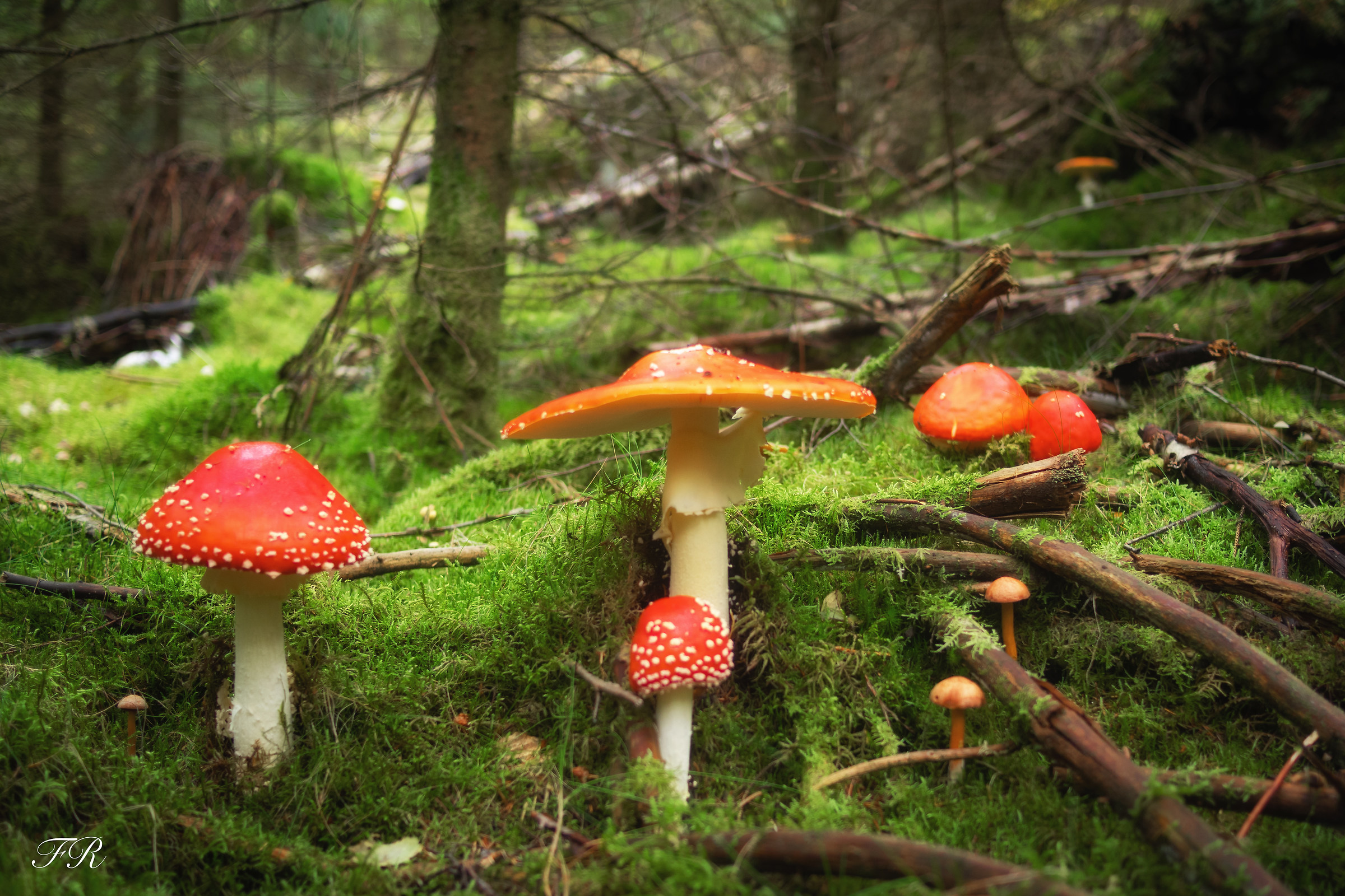 Una allegra famigliola