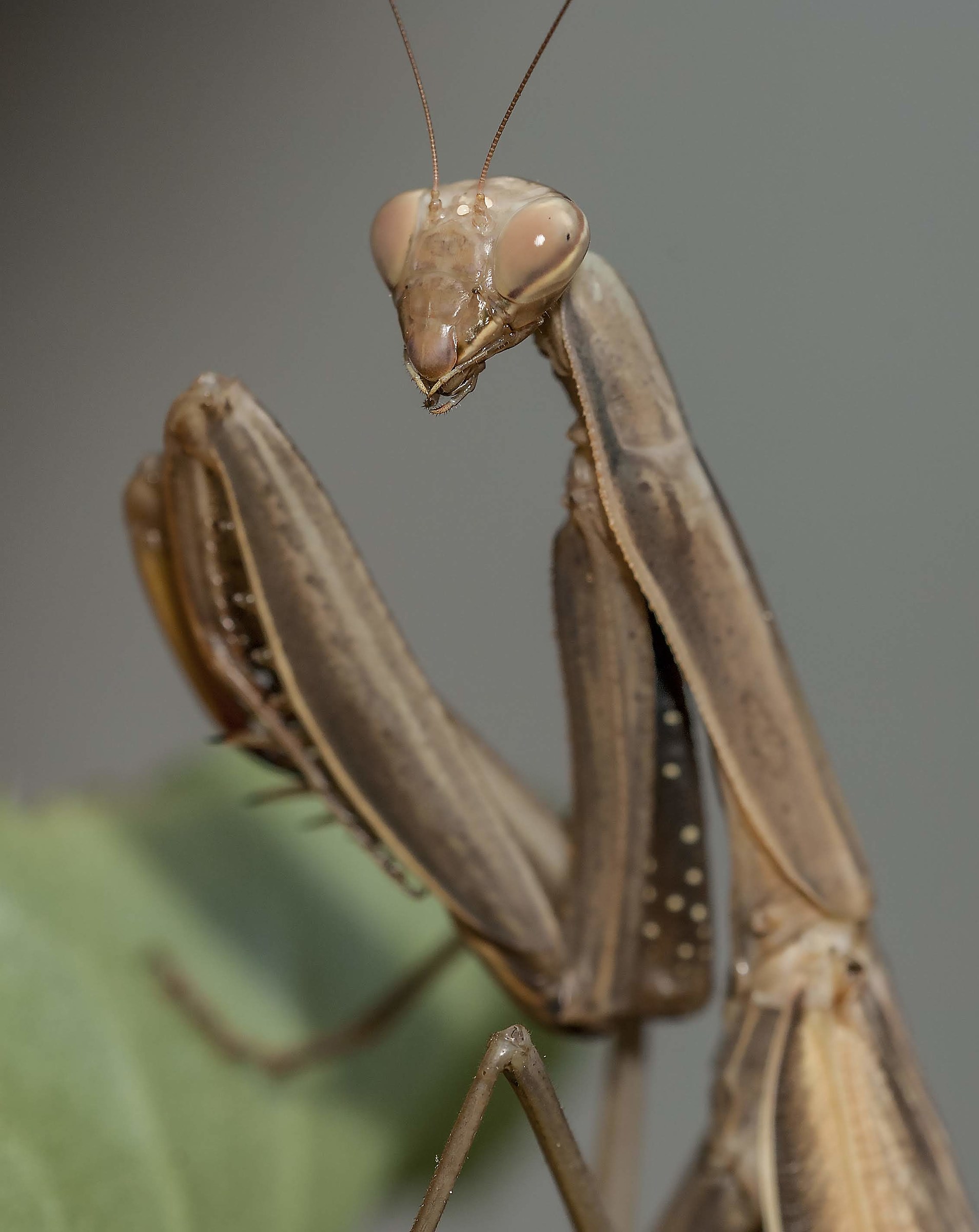 Praying mantis