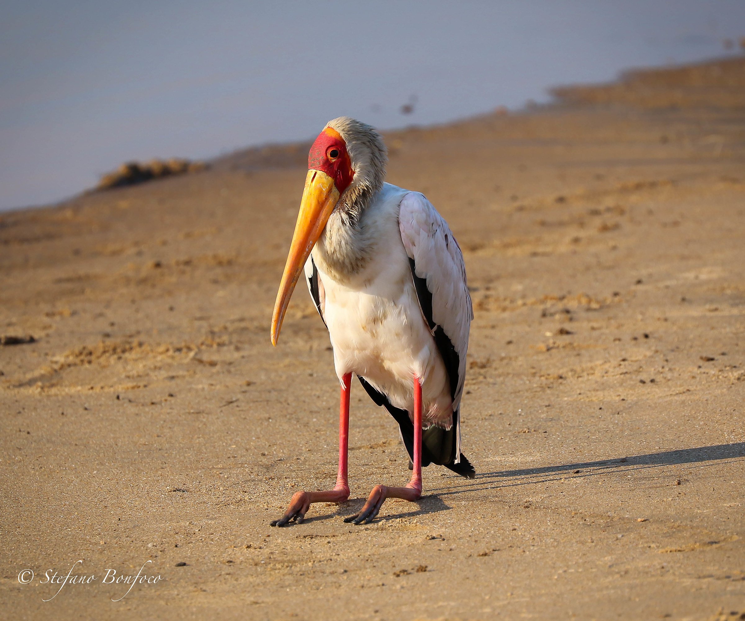 Yellow-billed Stork