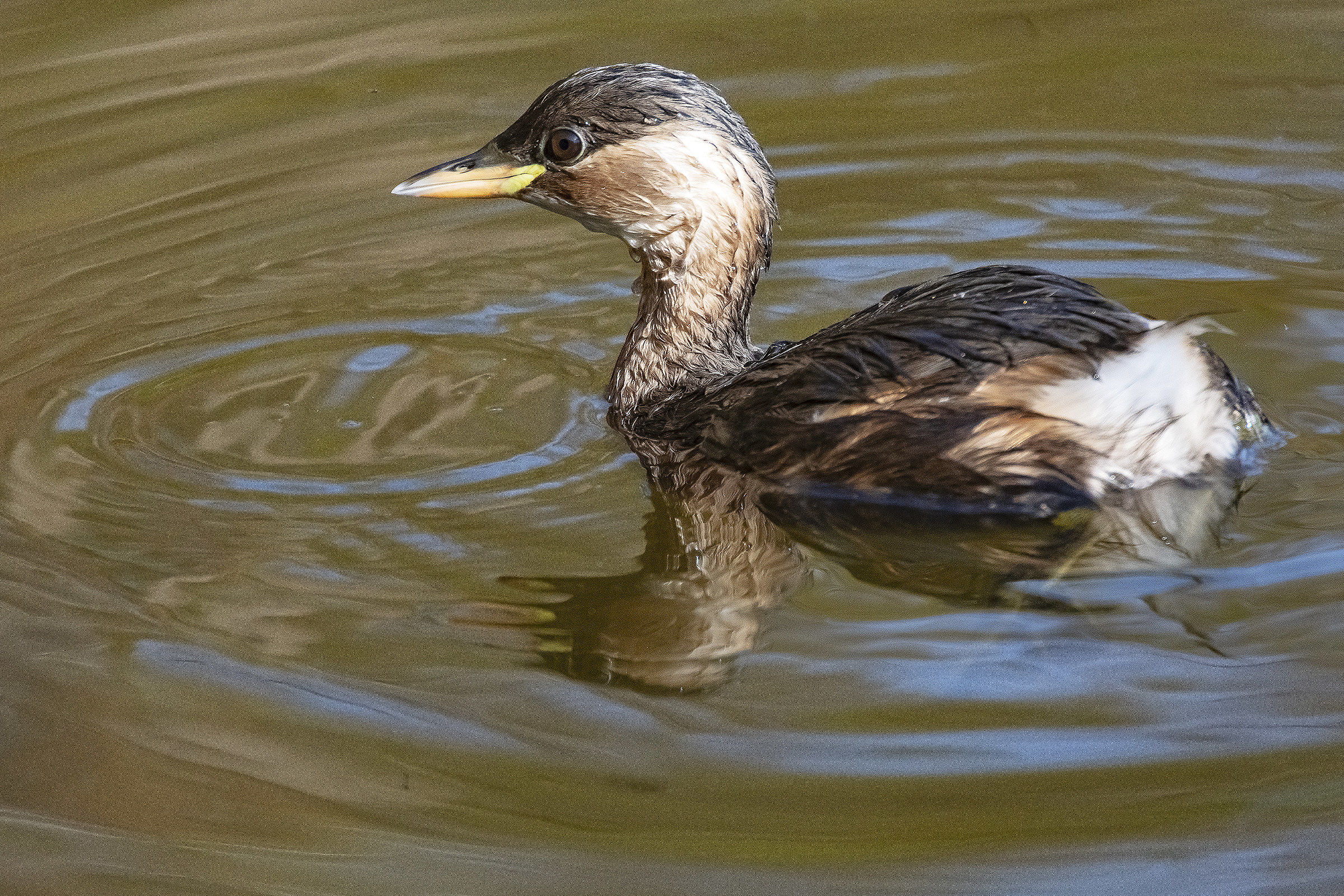 Little Grebe