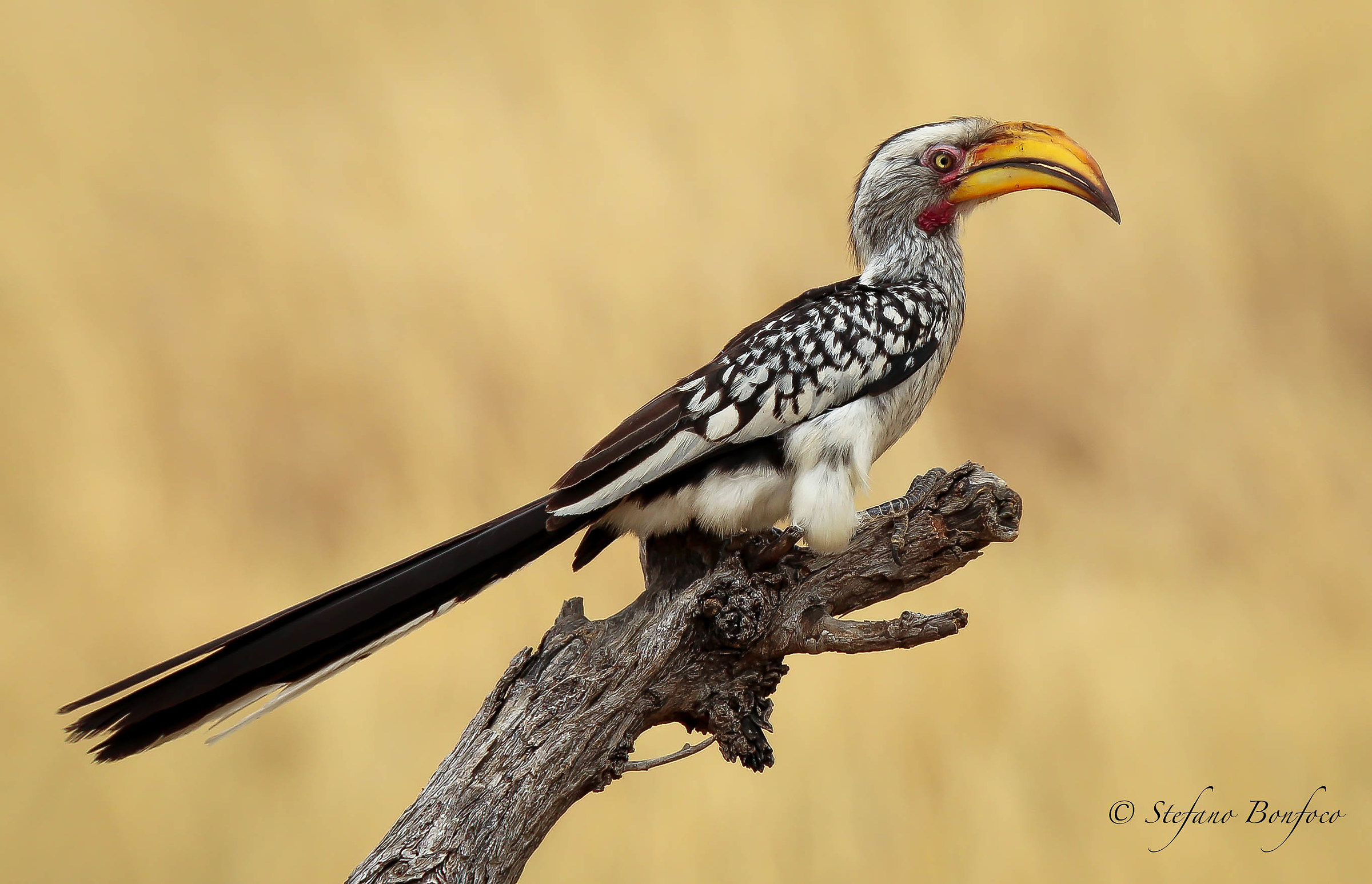 Yellow-billed Hornbill