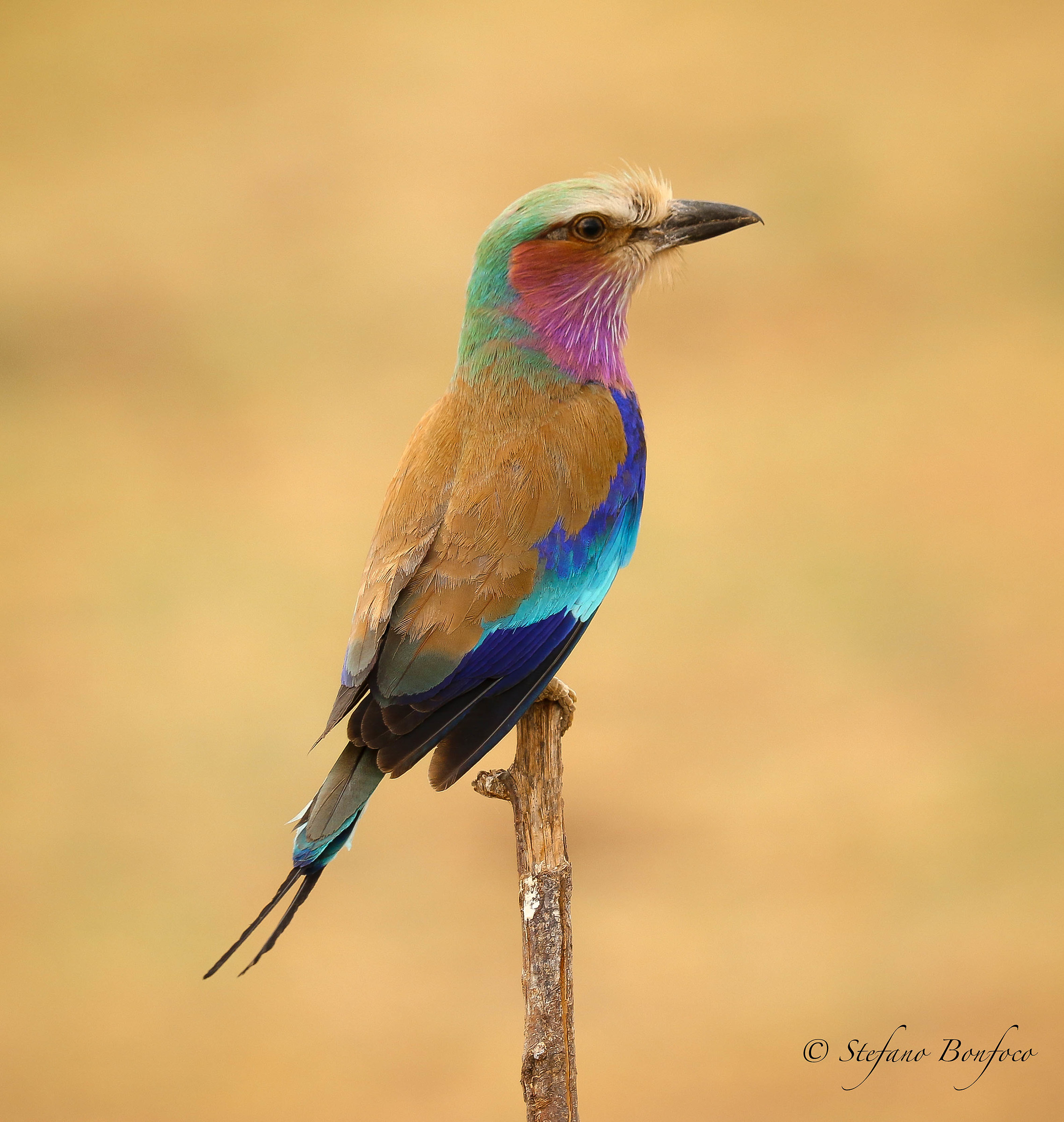 Pettolilla Jay (Coracias caudatus)
