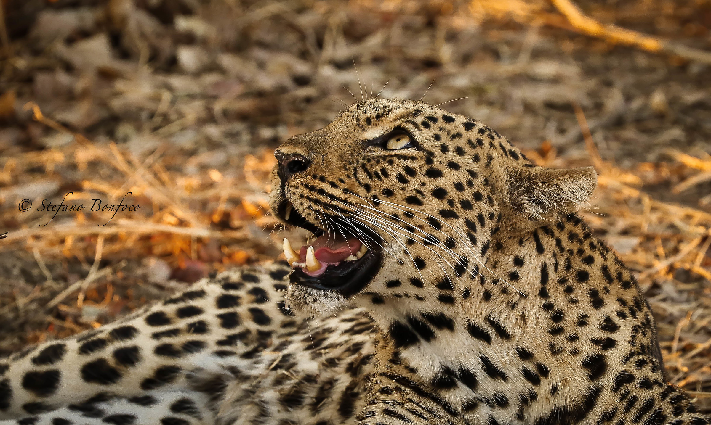 Femmina di Leopardo (Panthera pardus)