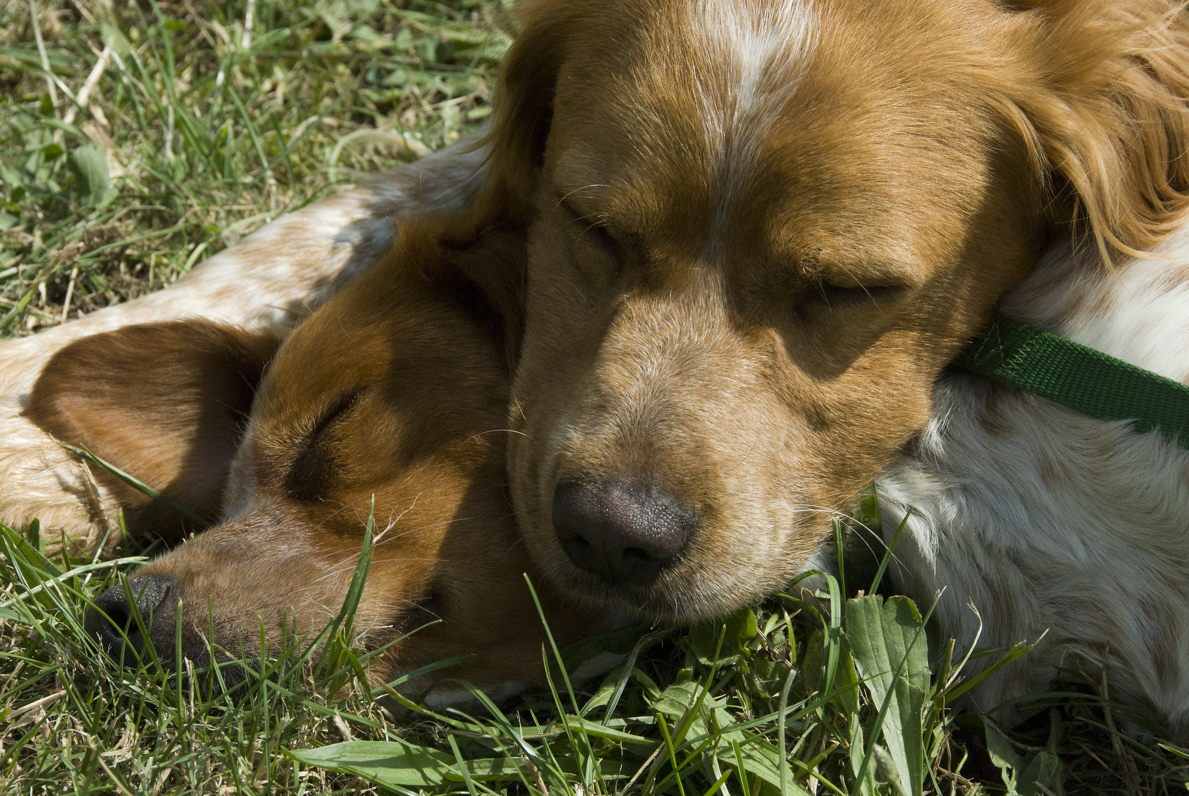 Epagneul Breton Sweethearts