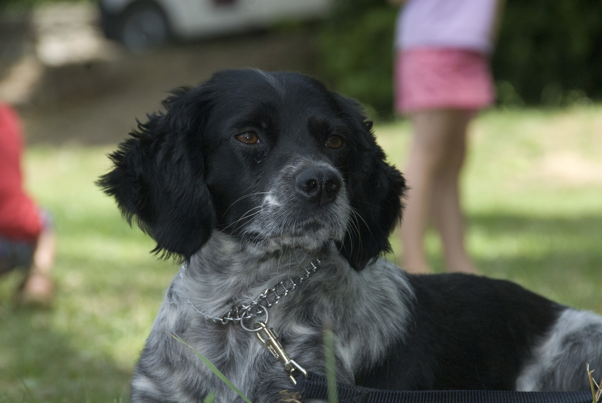 Epagneul Breton Dogon