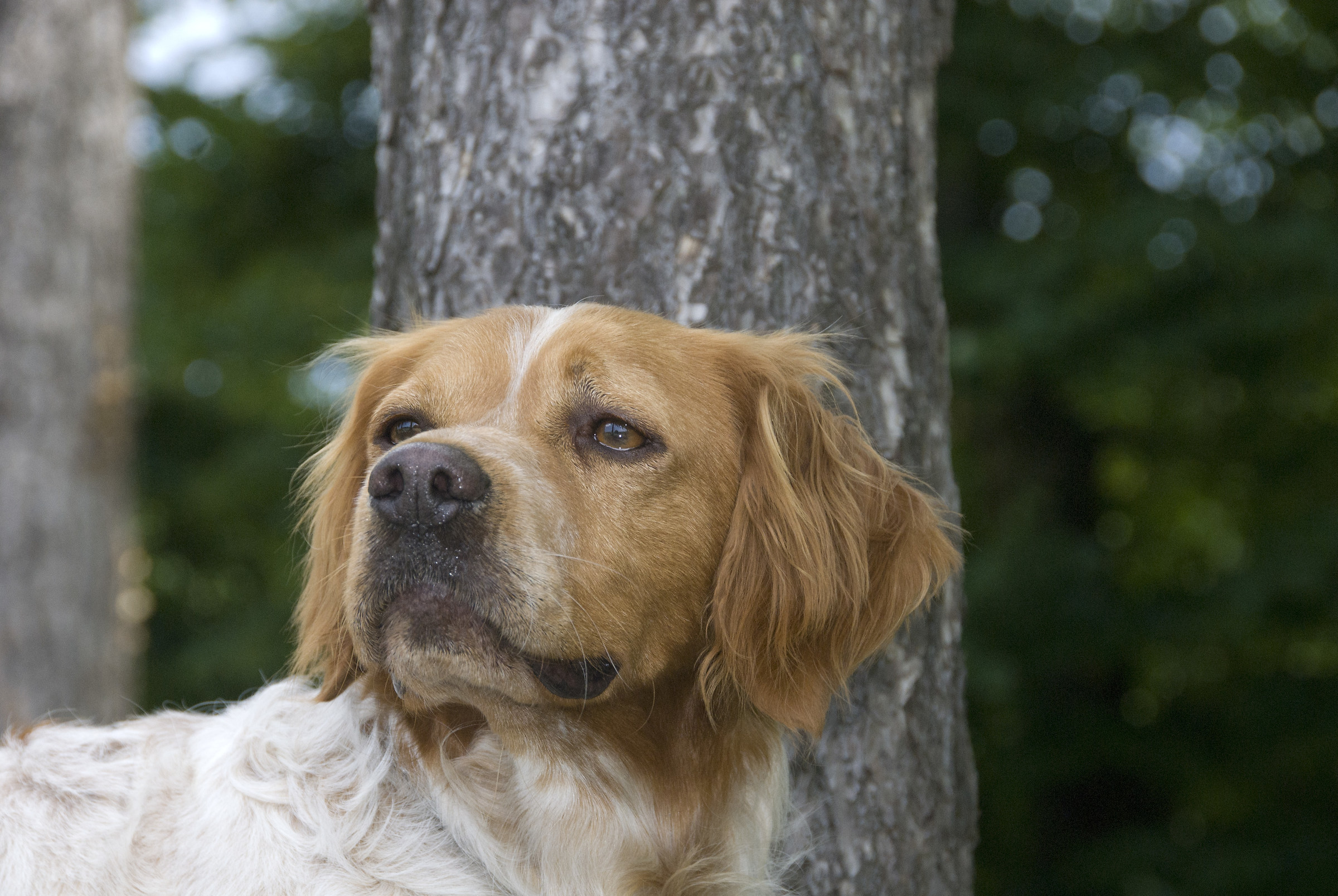 Mito Dero (Keranlouan line-of the Tre Monti)