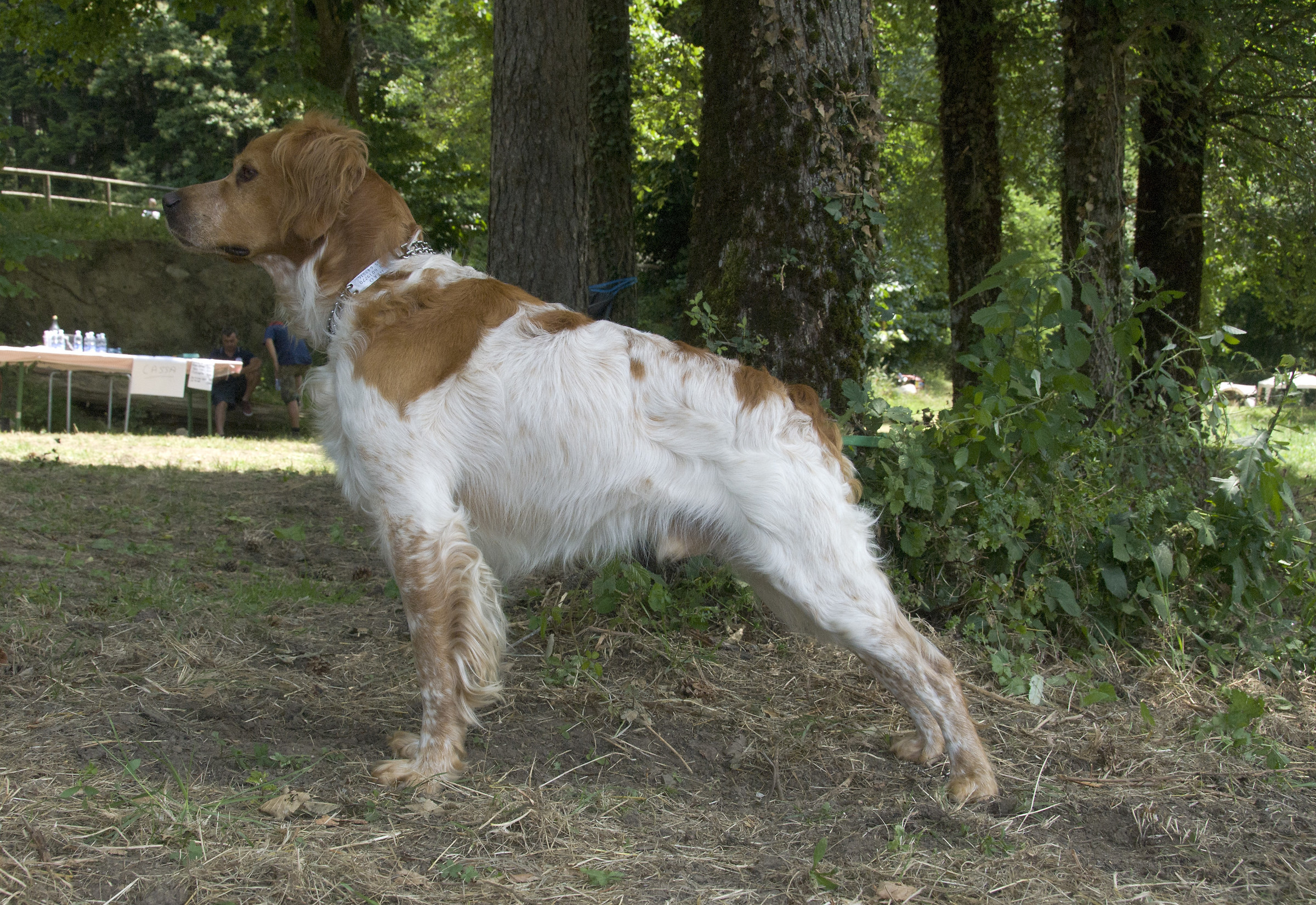 Mito Dero (Keranlouan line-of the Tre Monti)