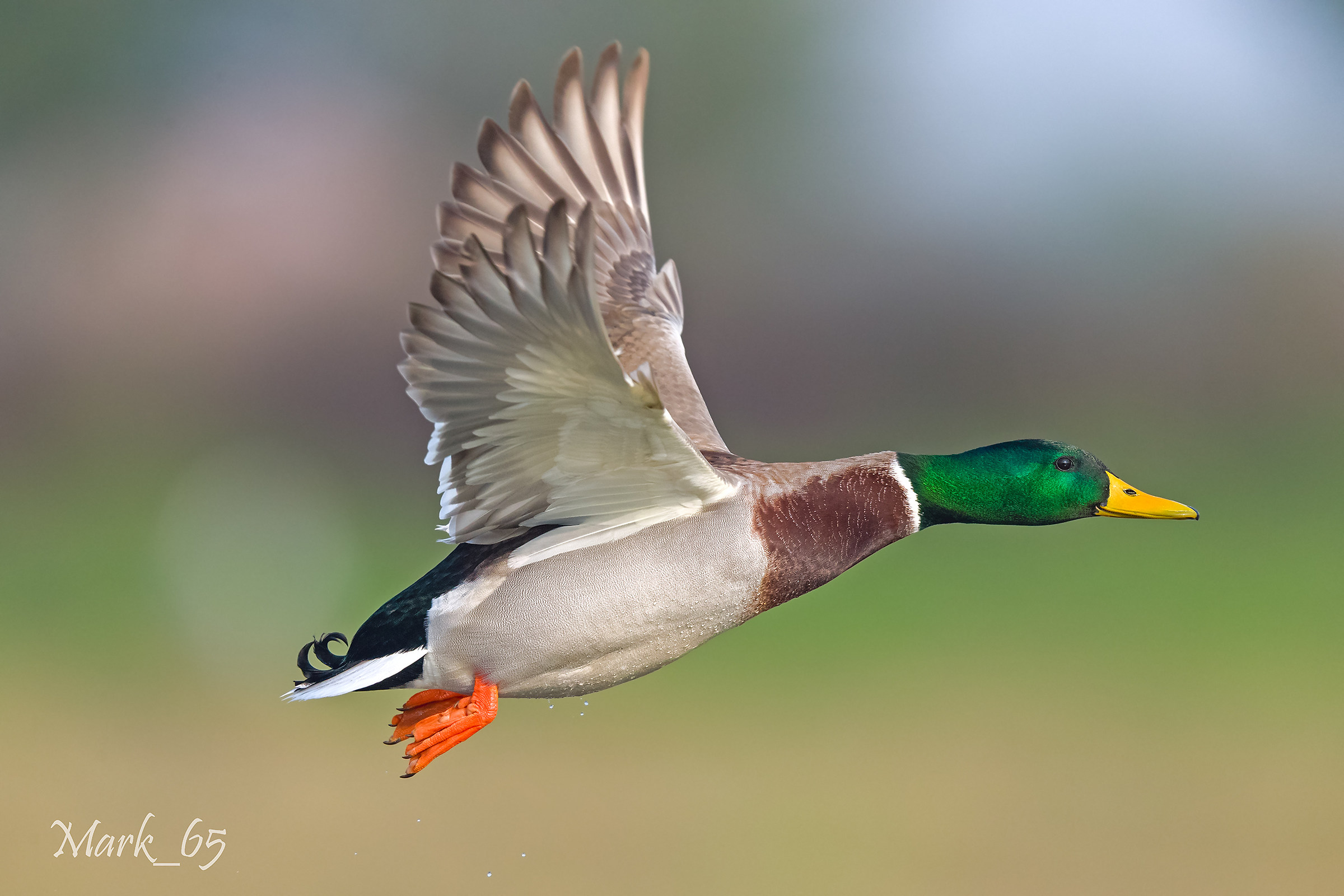 Mallard
