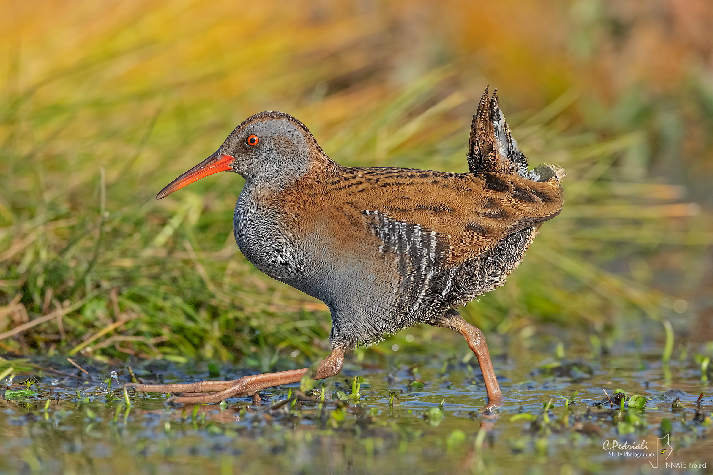 Water Rail