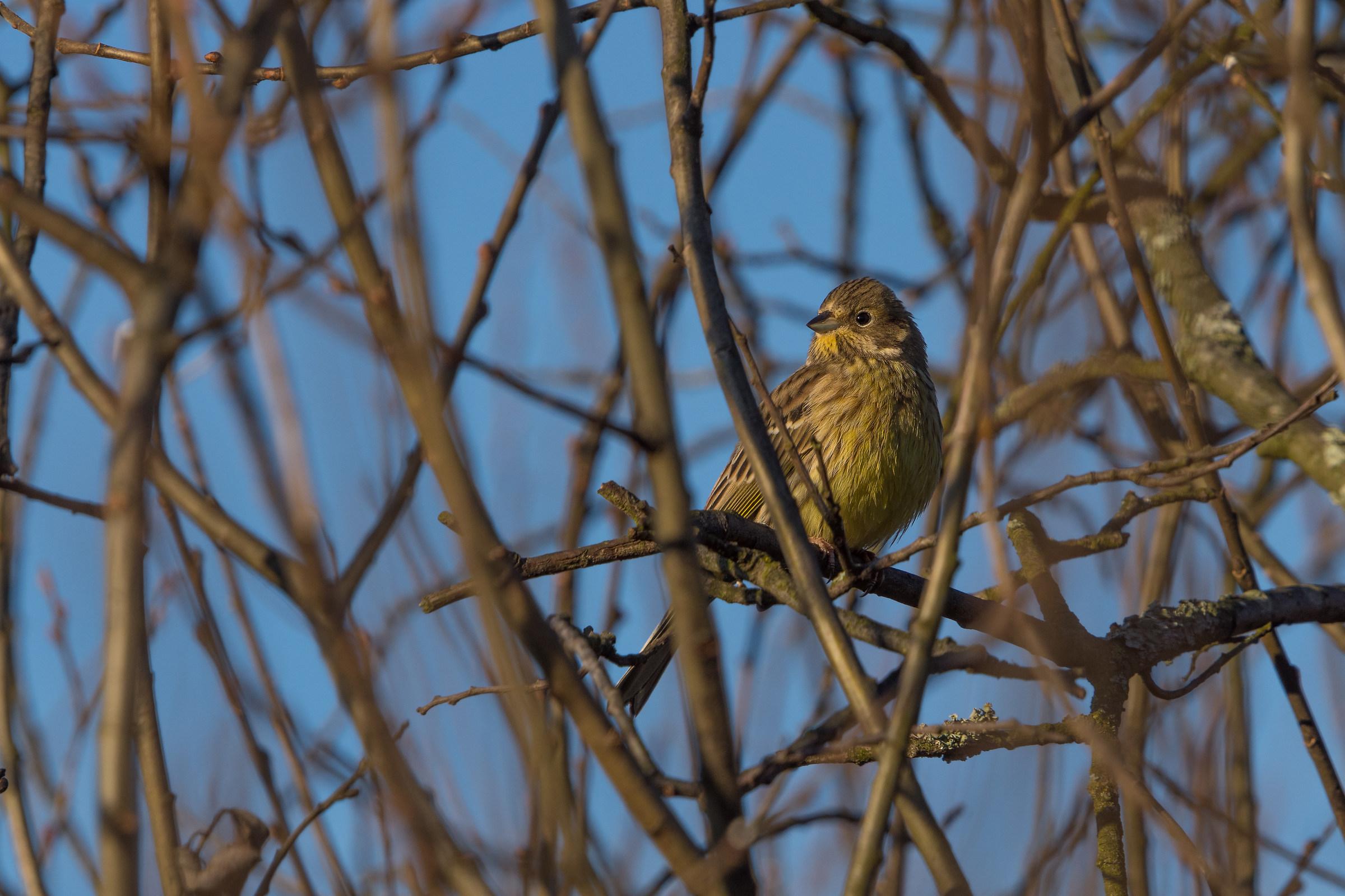Yellowhammer (Emberiza citrinella)