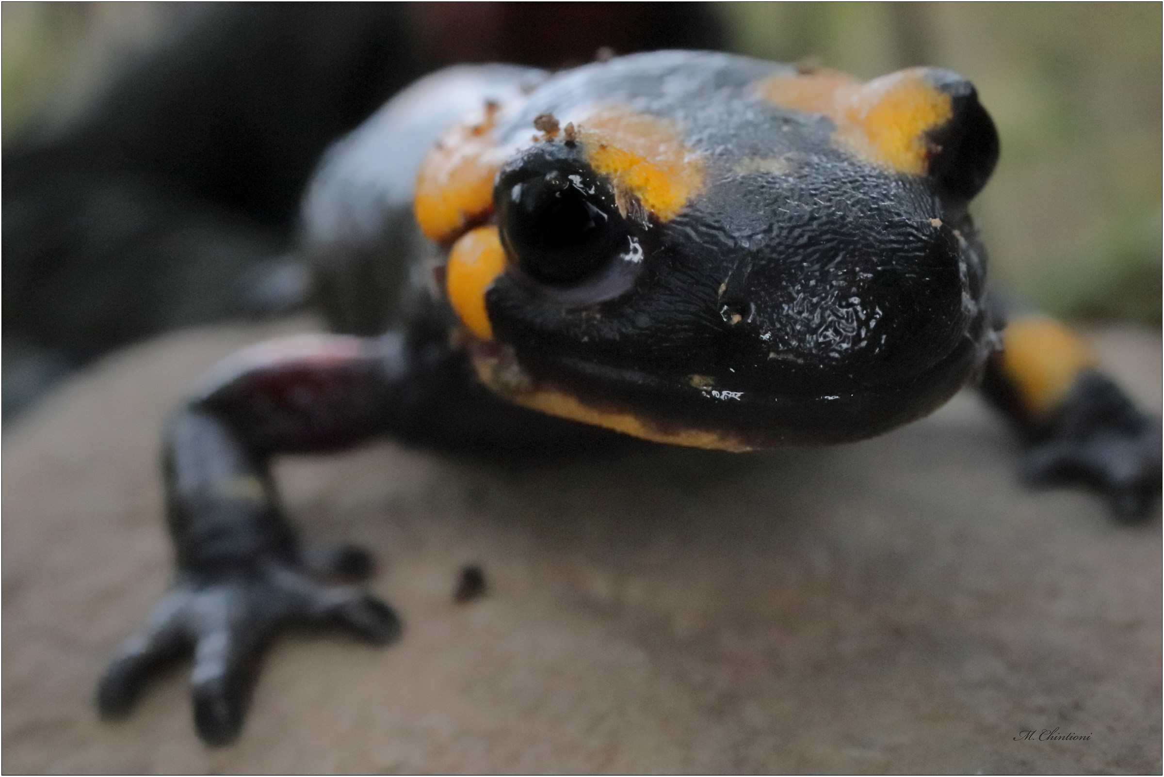 Salamandra
