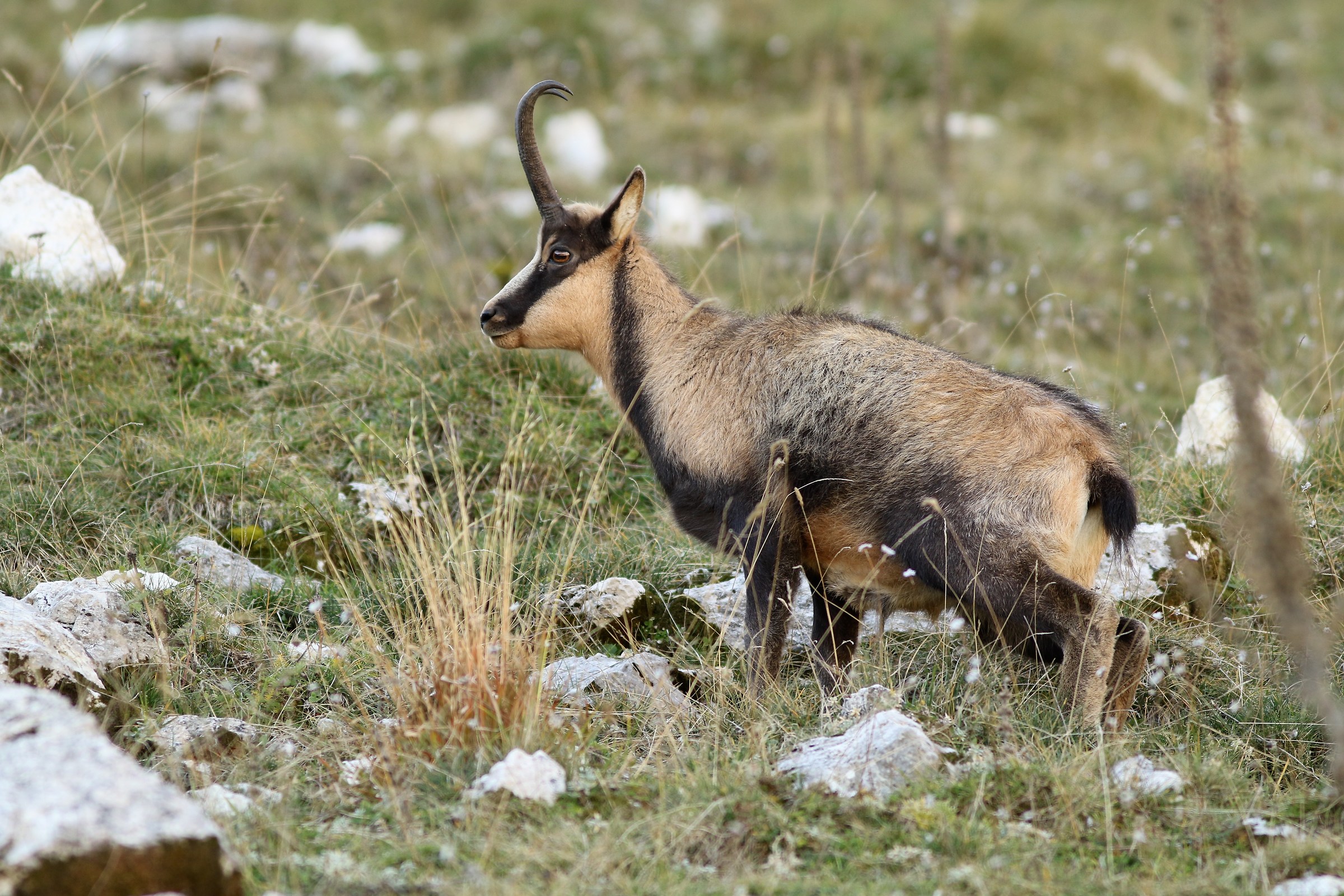 camoscio in Val di Rose