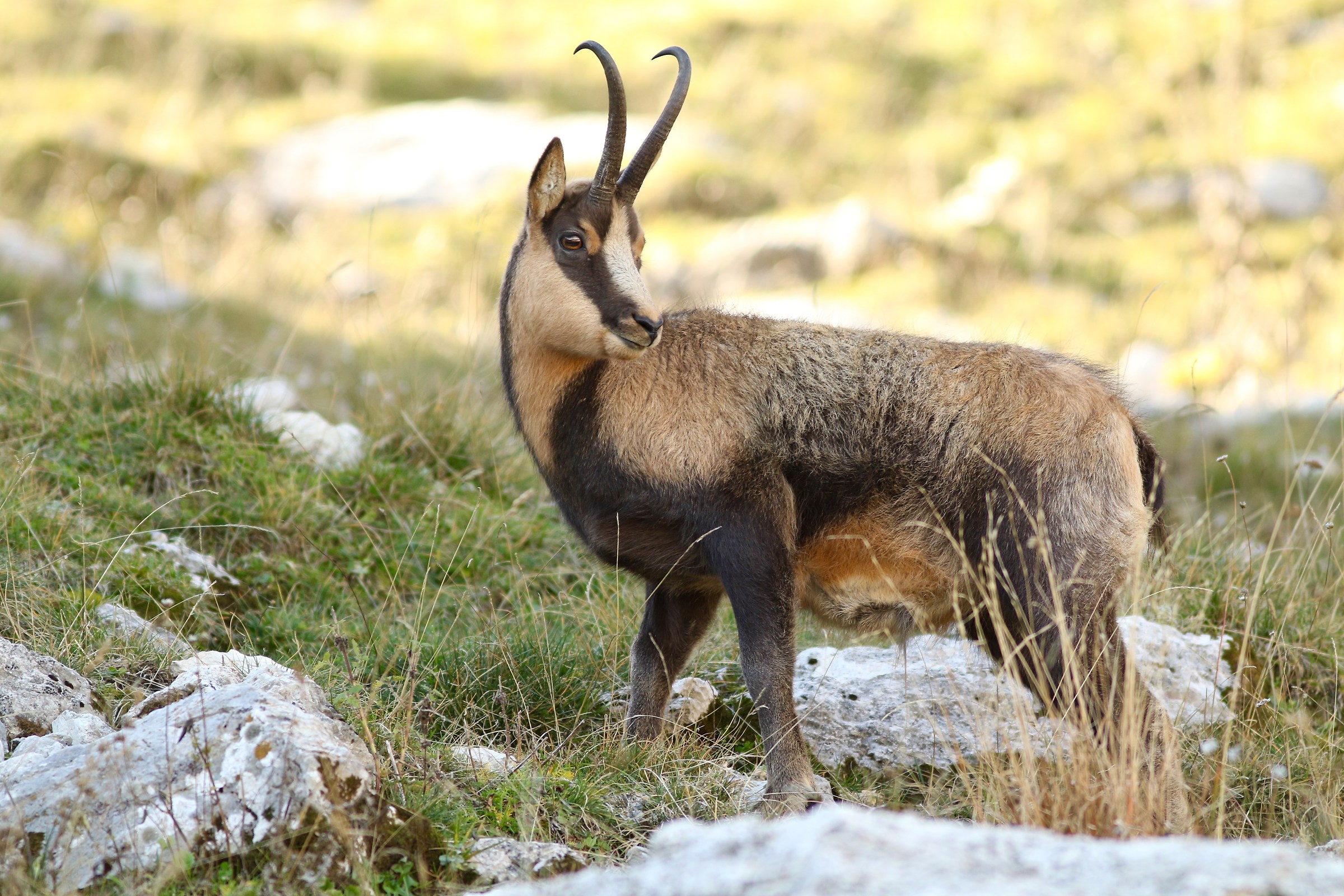 camoscio in Val di Rose
