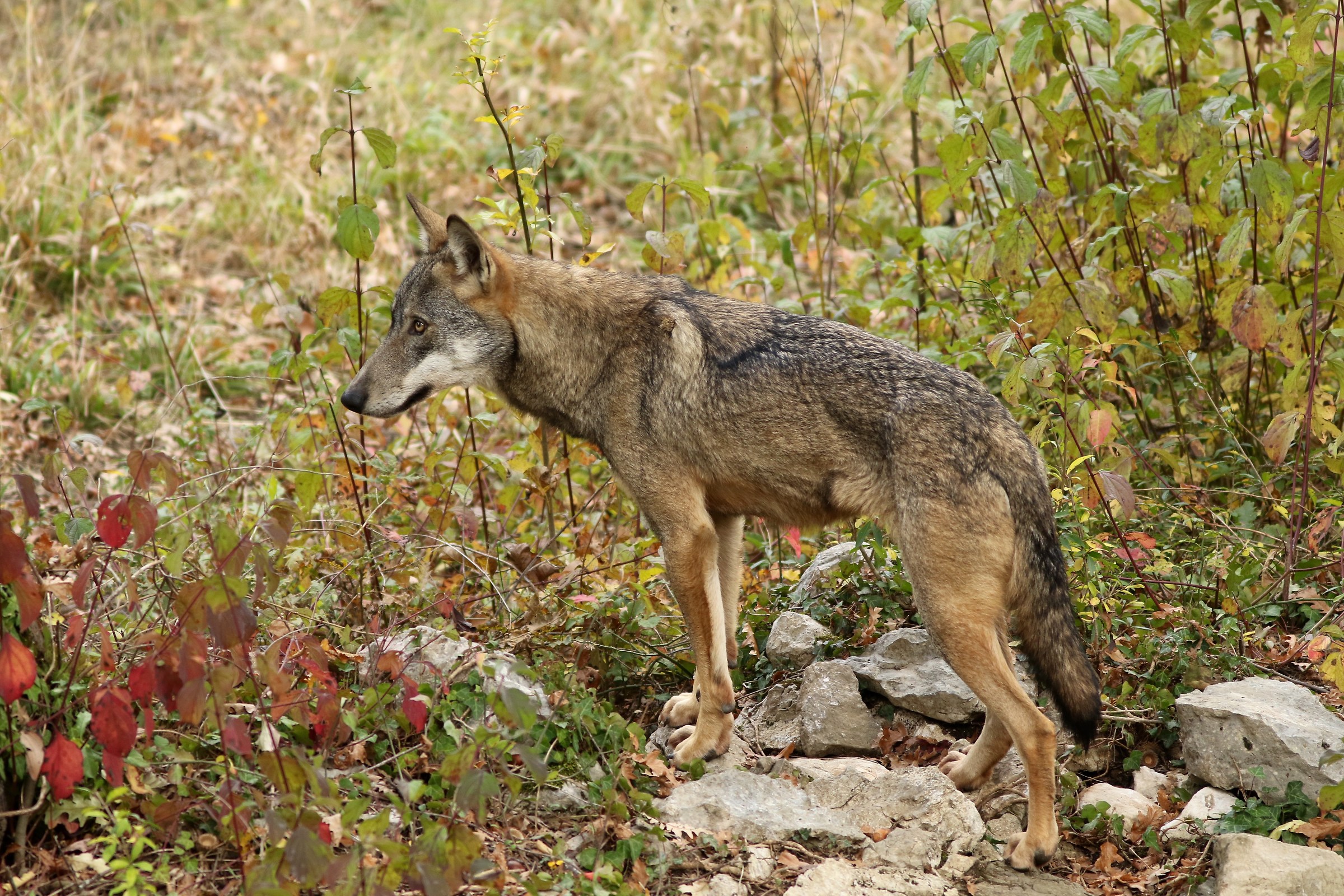 lupo nell'area faunistica di Civitella Alfedena