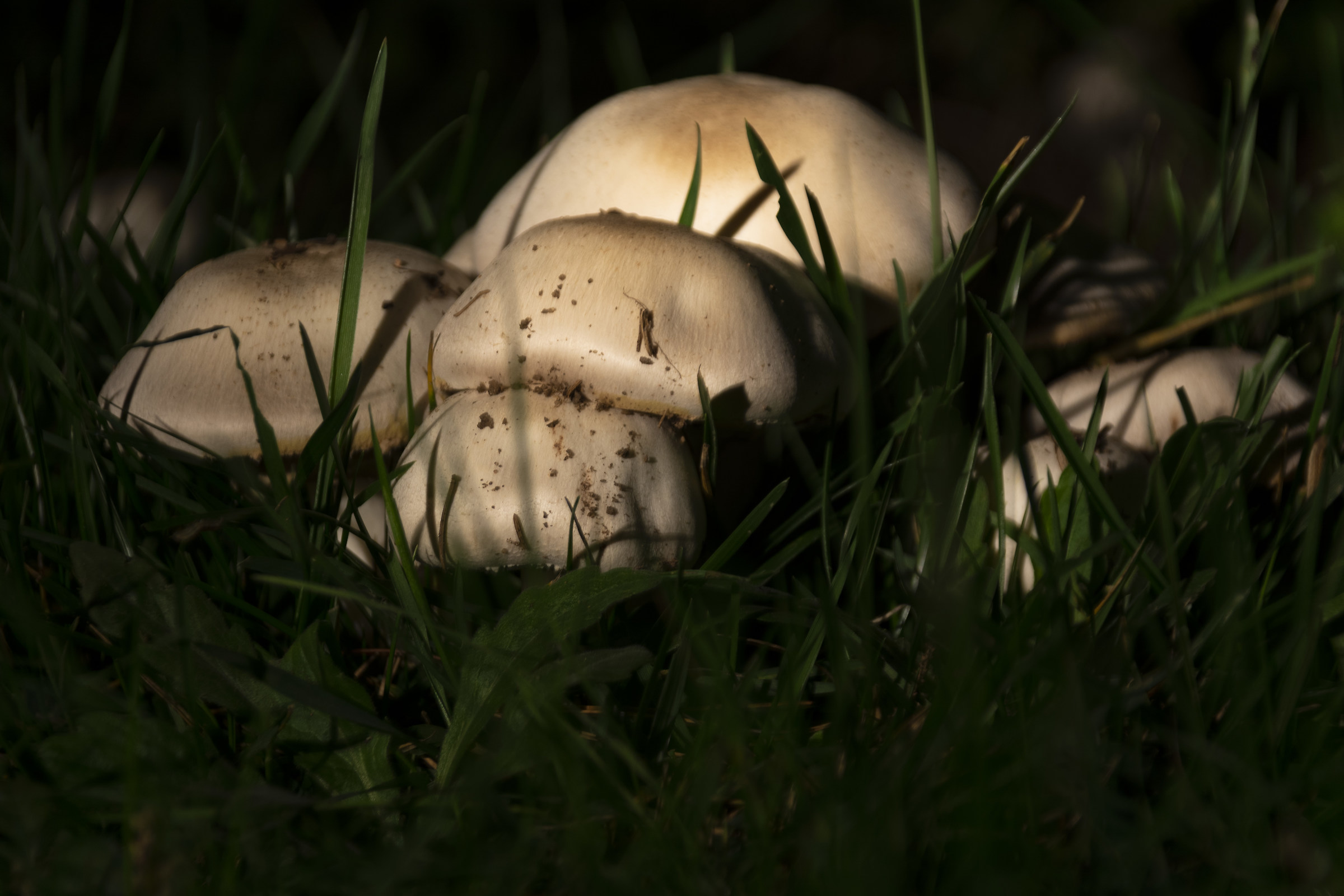 Mushrooms in November