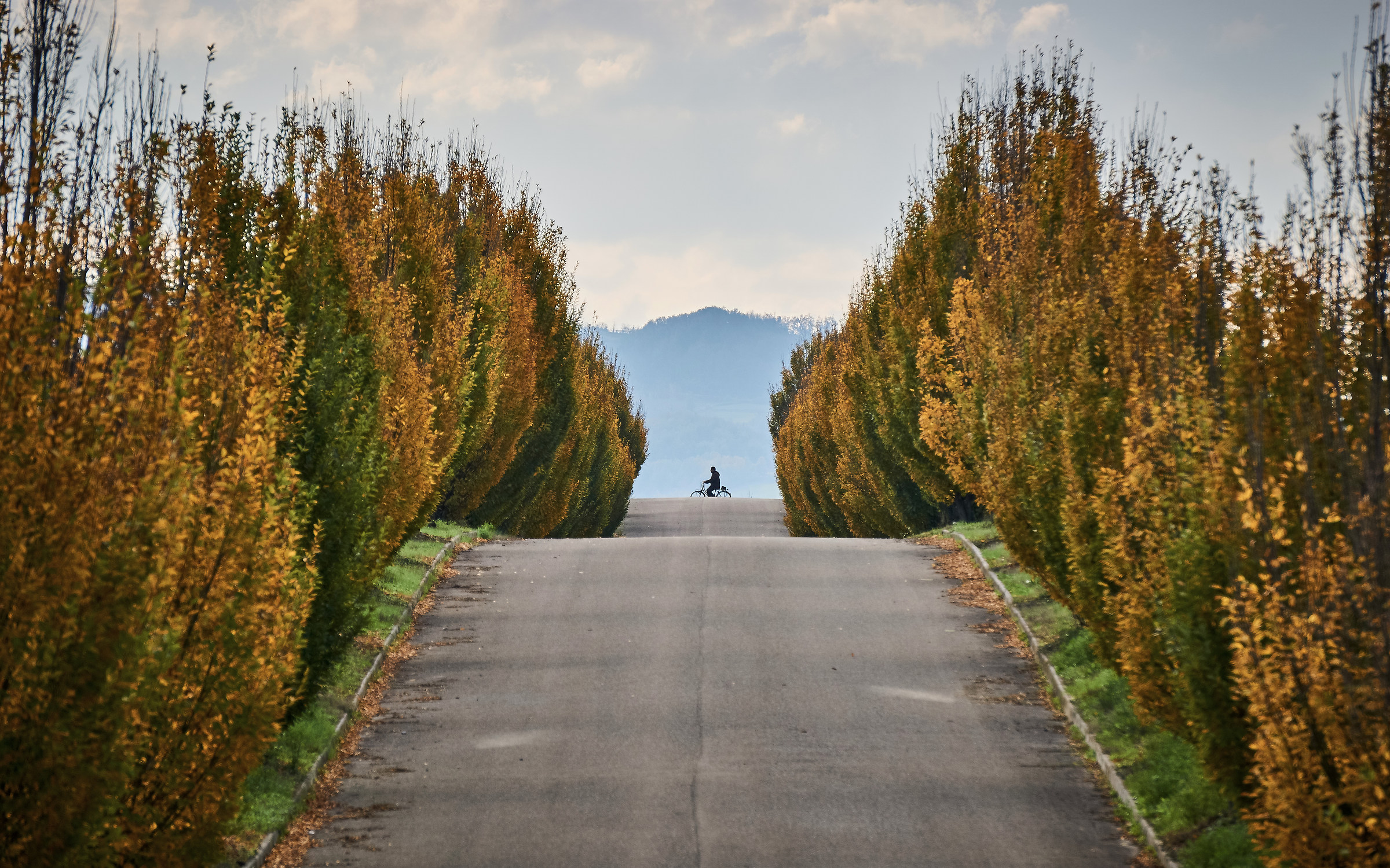 Tree-lined Avenue 17-11-18 Montebello
