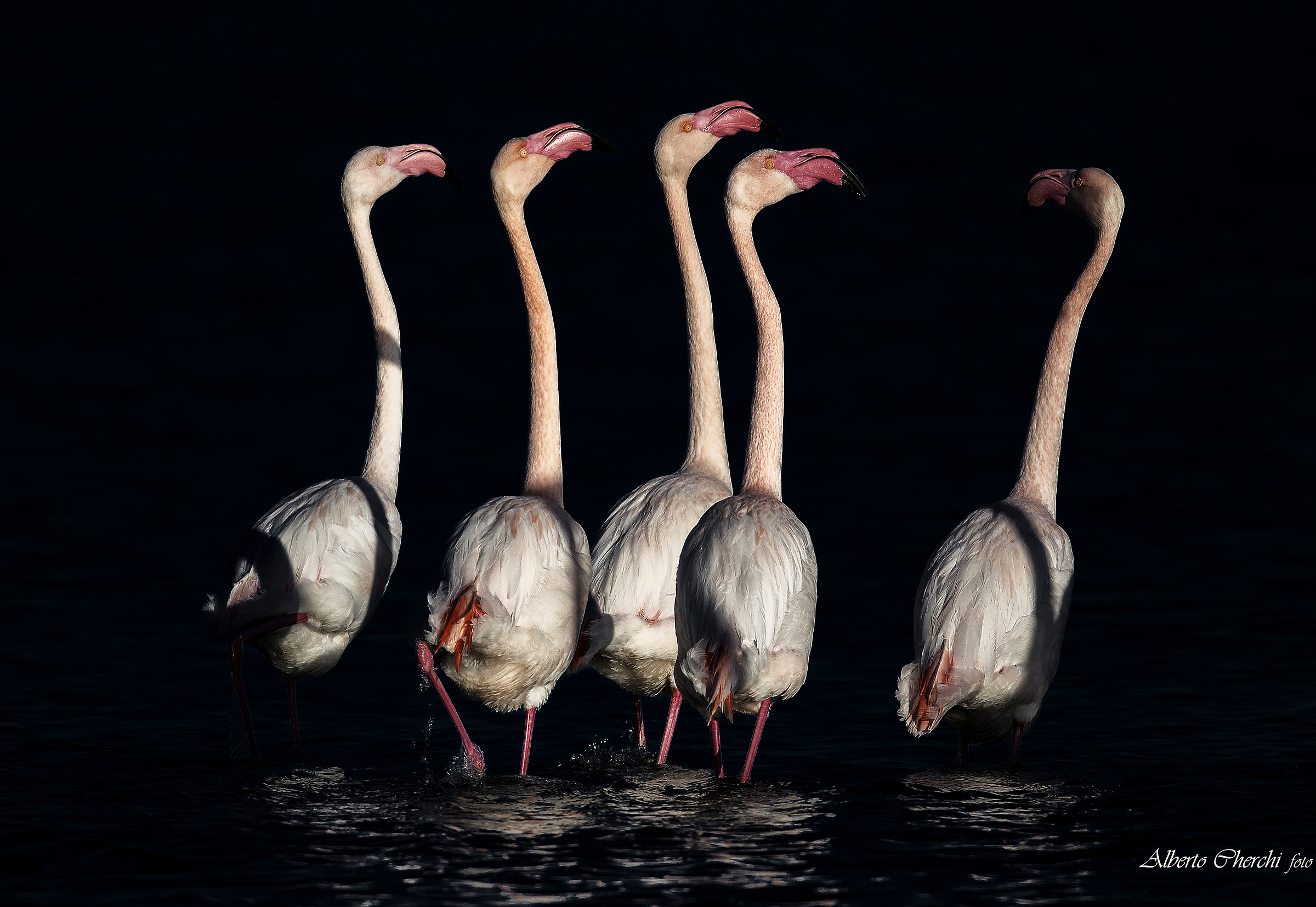 Flamingos