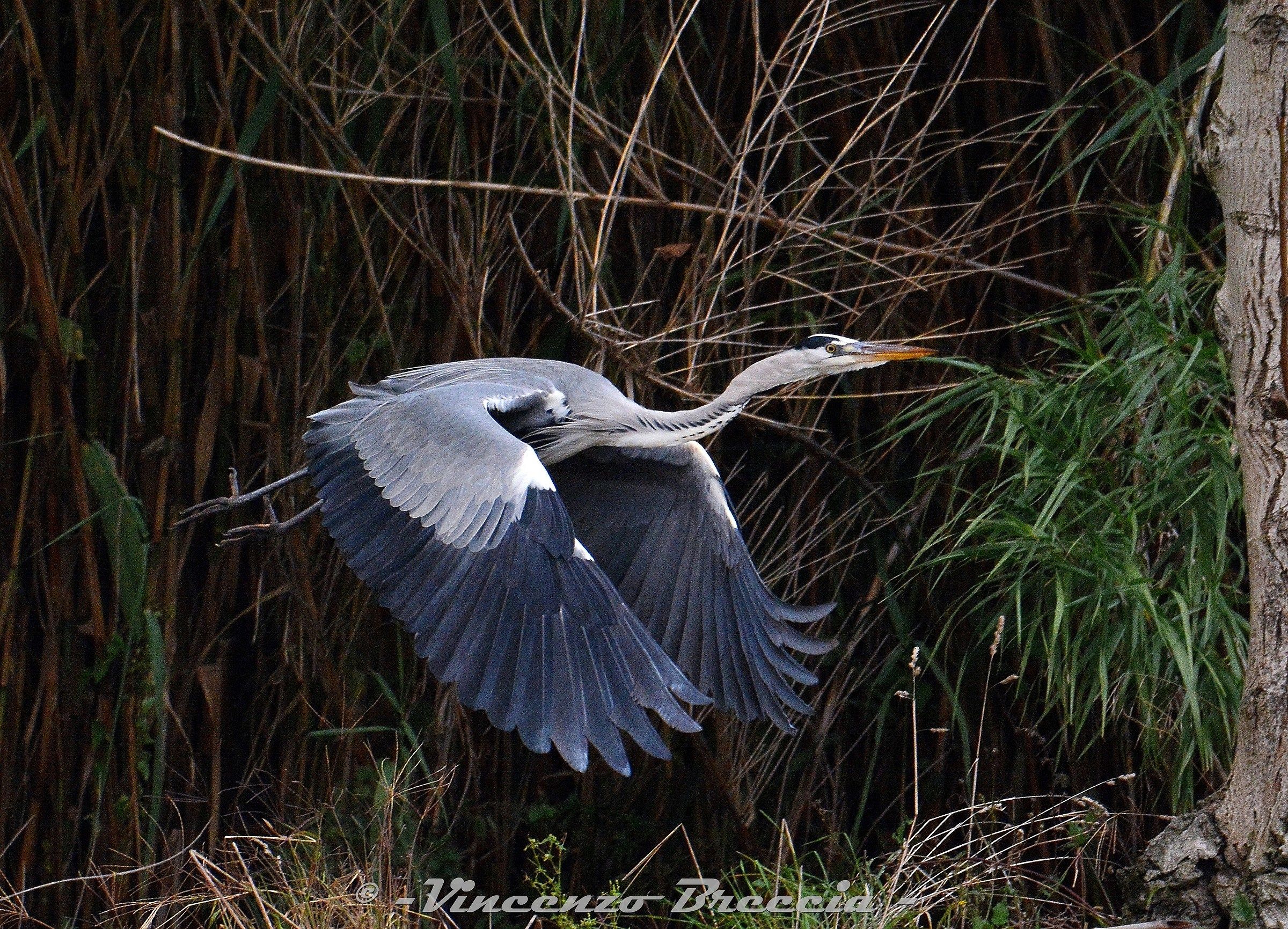 Airone cenerino al decollo.