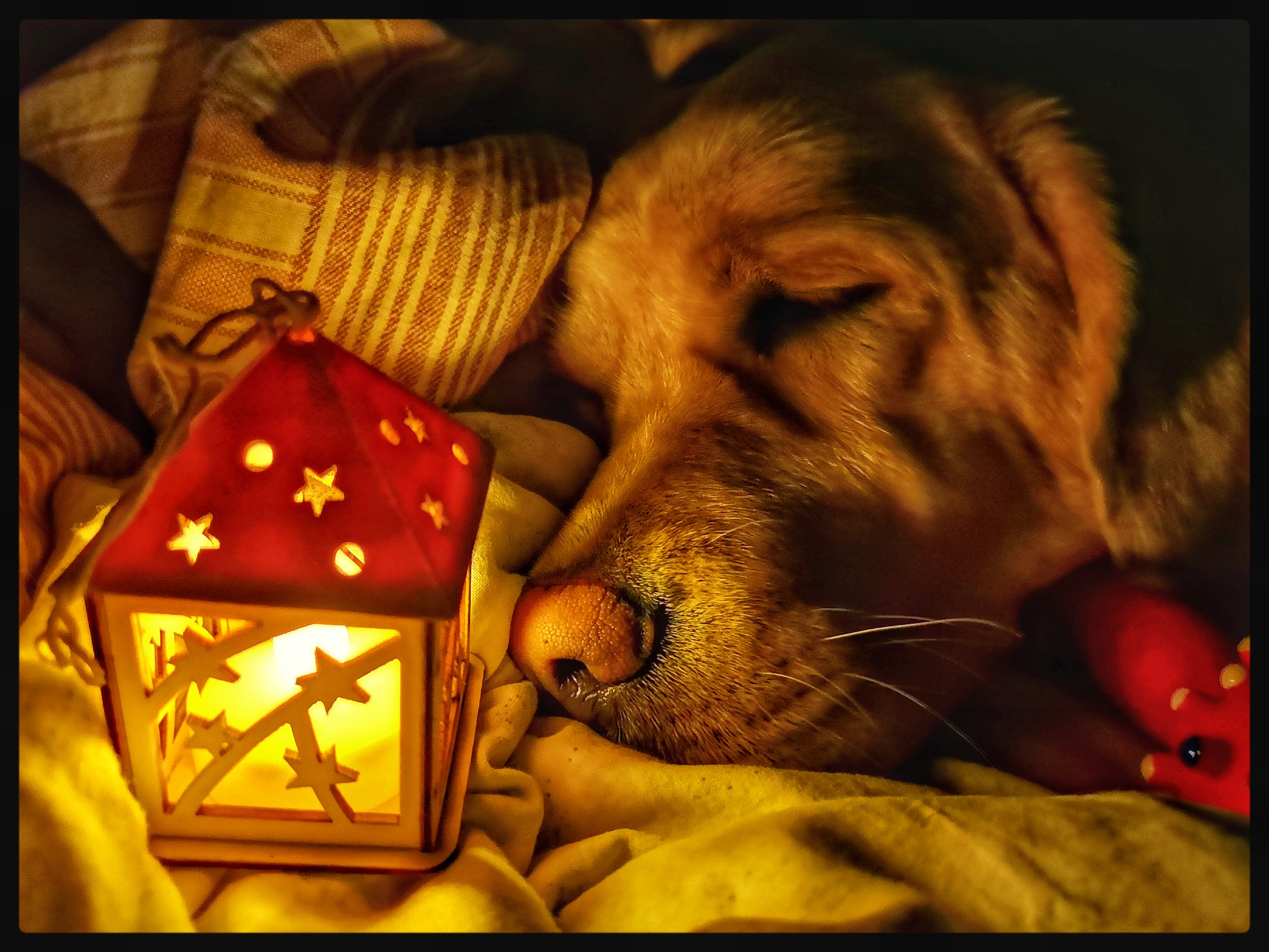 Goodnight you have Dreamers