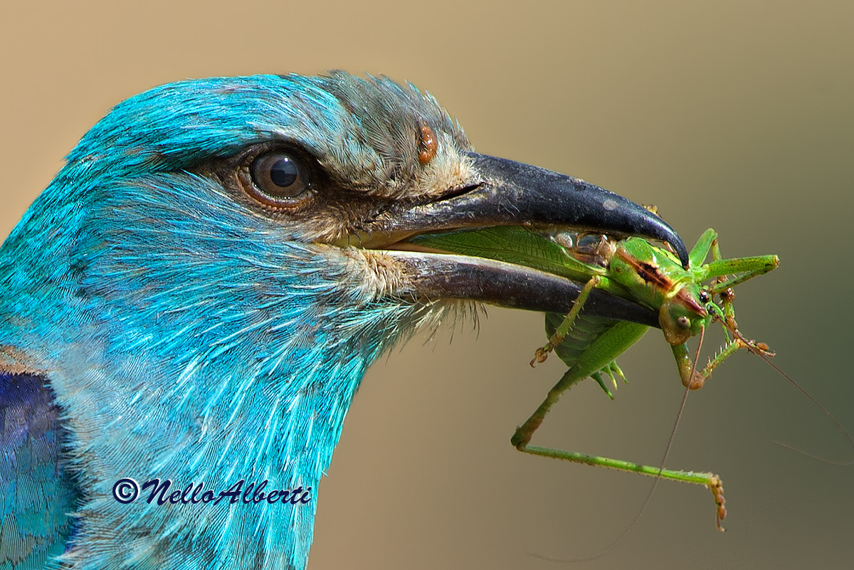 particular the jay with green insect