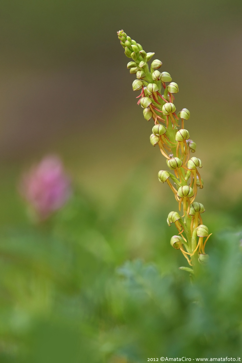 Orchis anthropophora