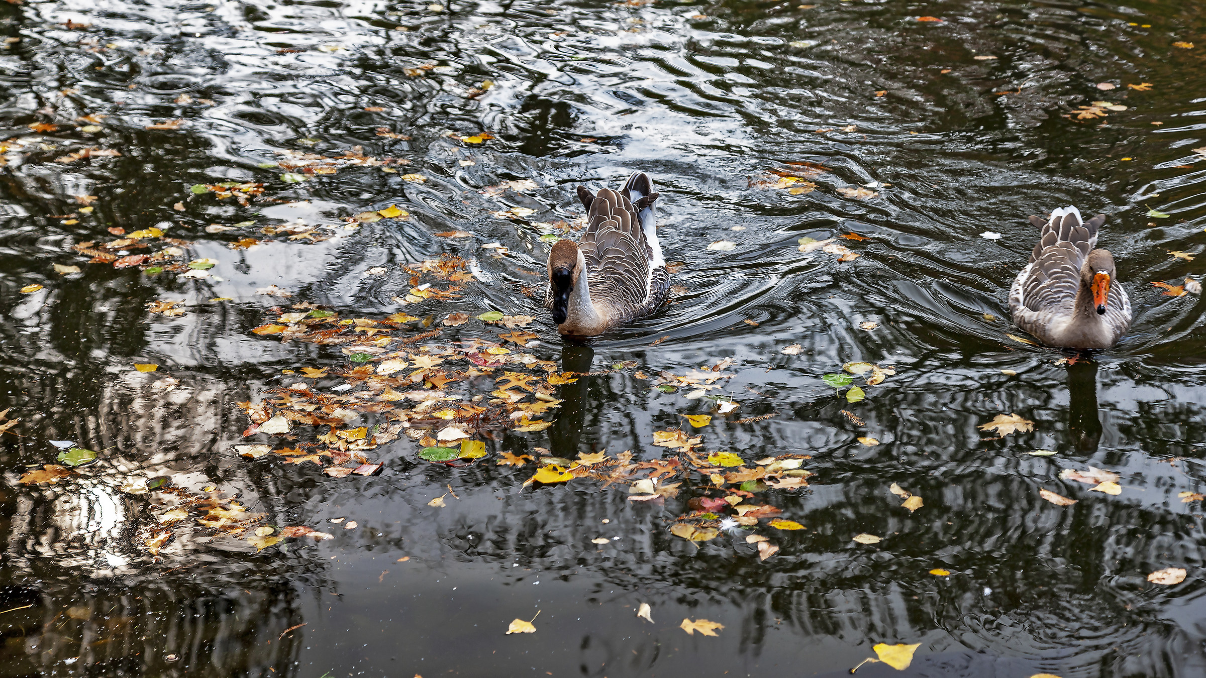 Autumn in the pond