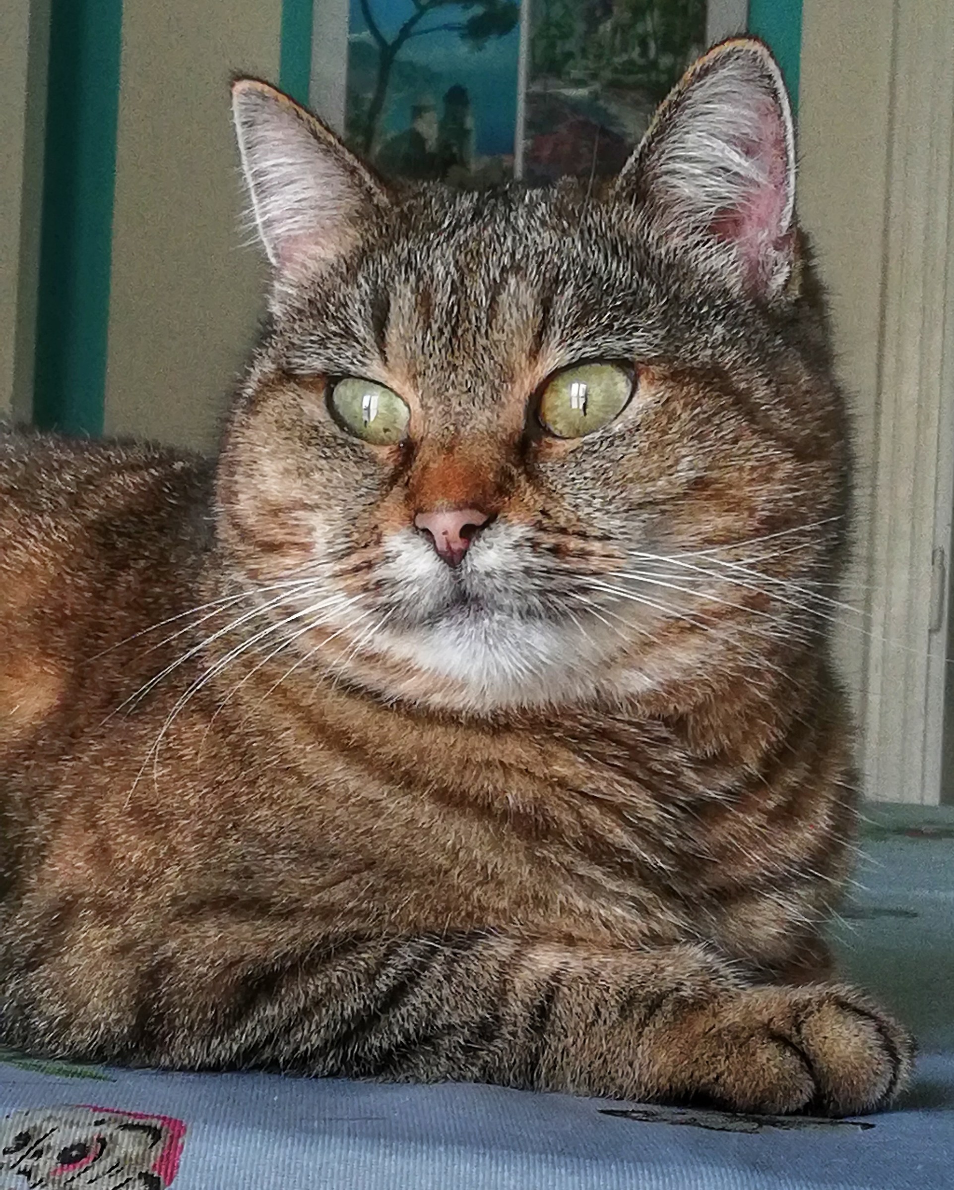 Starlet at the window