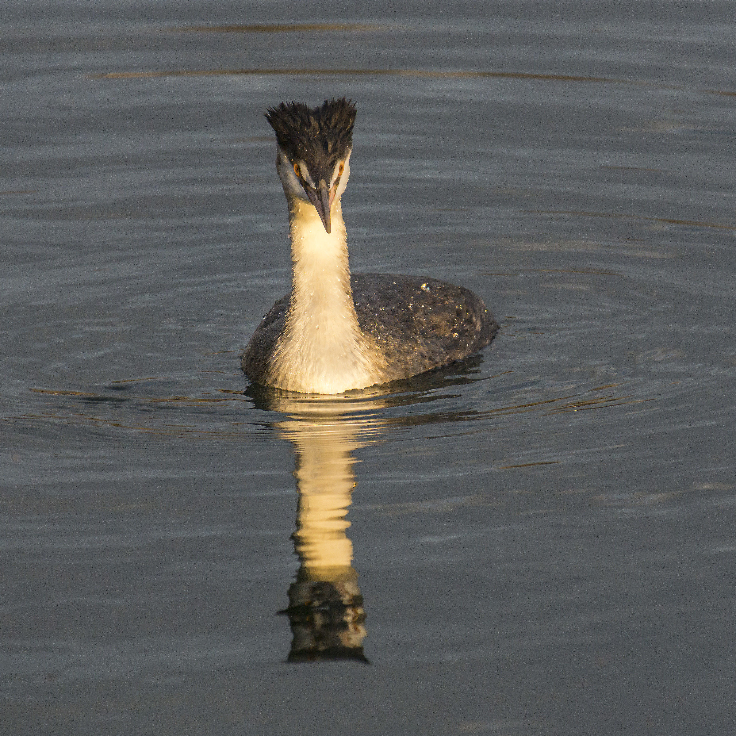 Svasso - Sabato 17 novembre 2018, 16:16:16