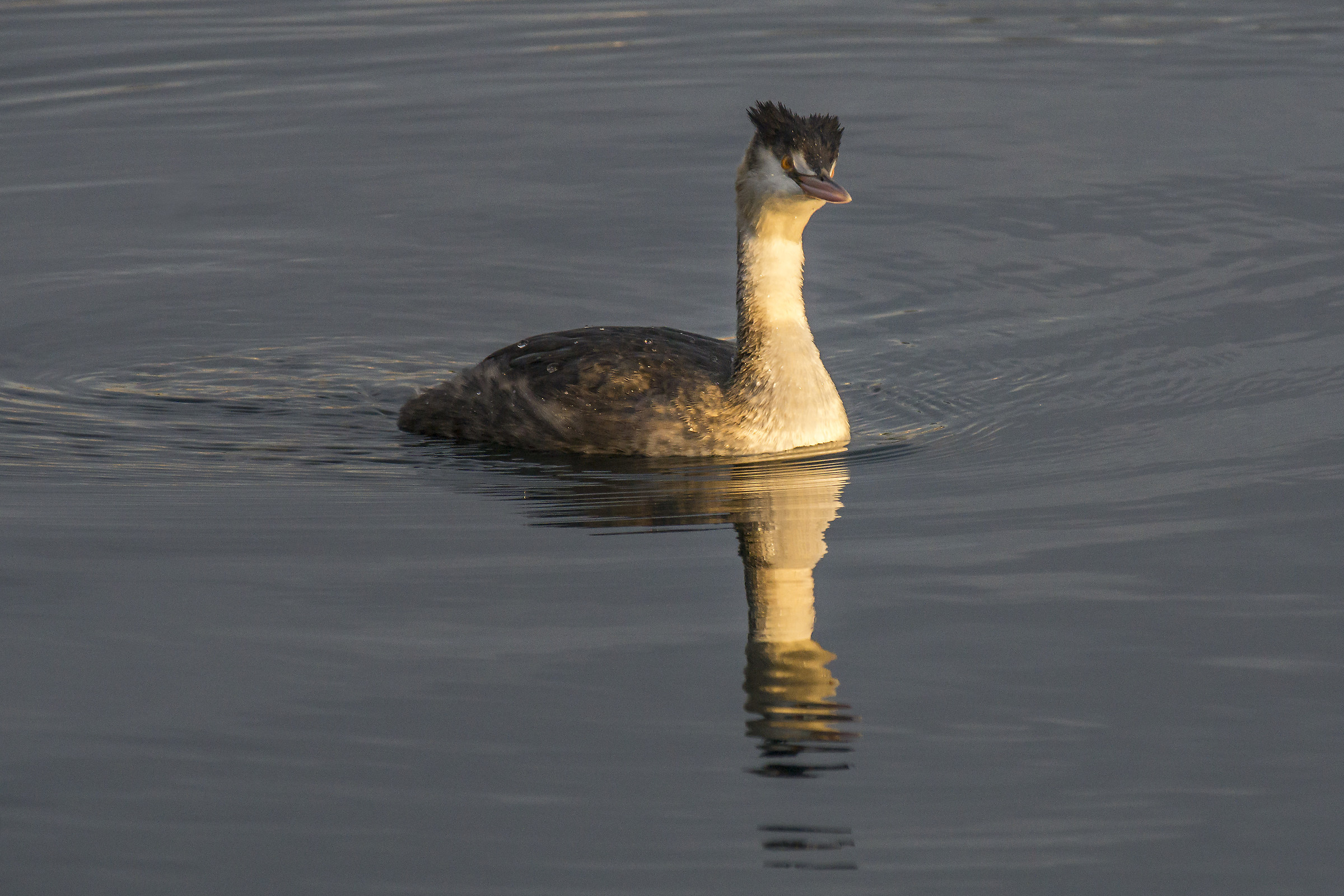 Svasso - Sabato 17 novembre 2018, 16:17:56
