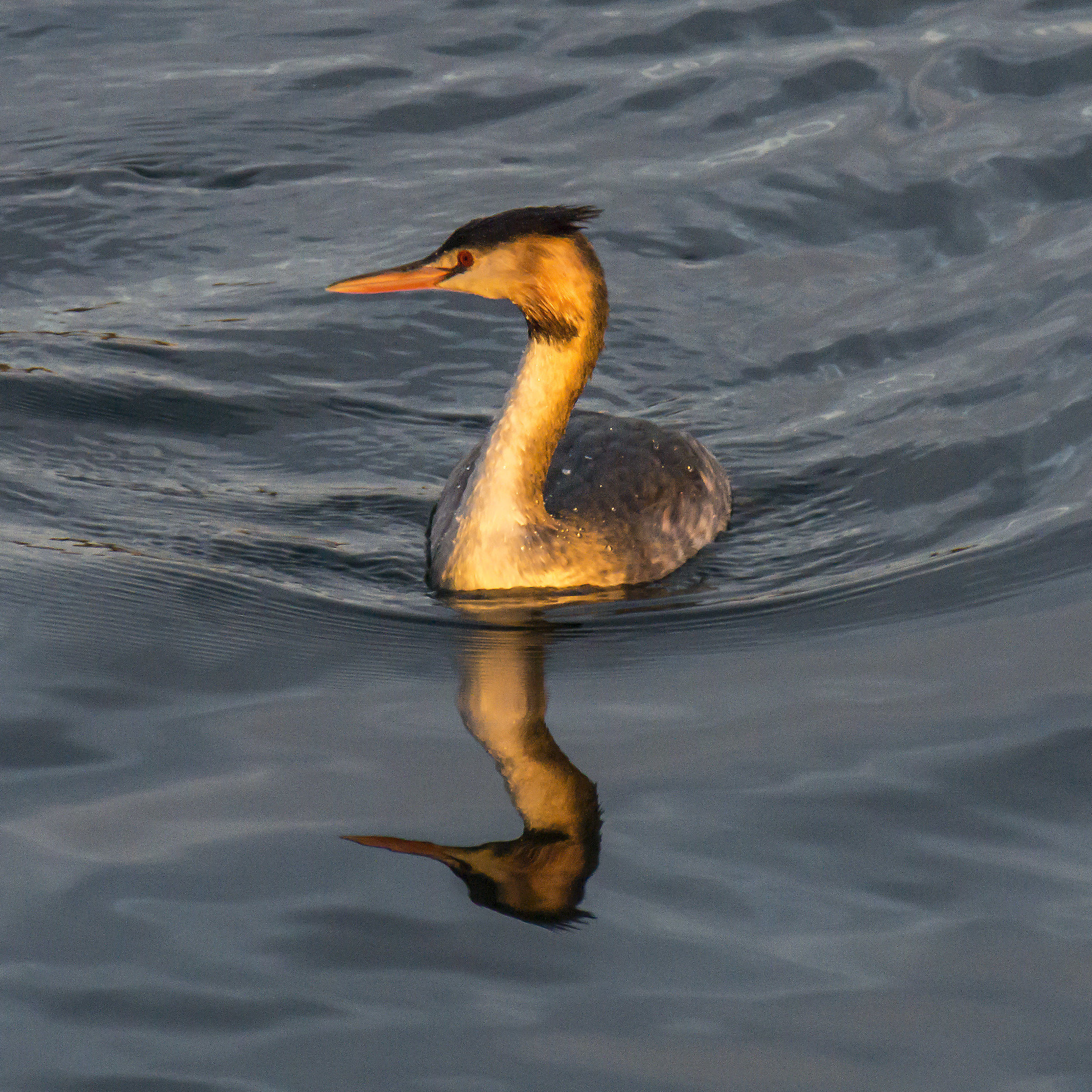 Svasso - Sabato 17 novembre 2018, 16:30