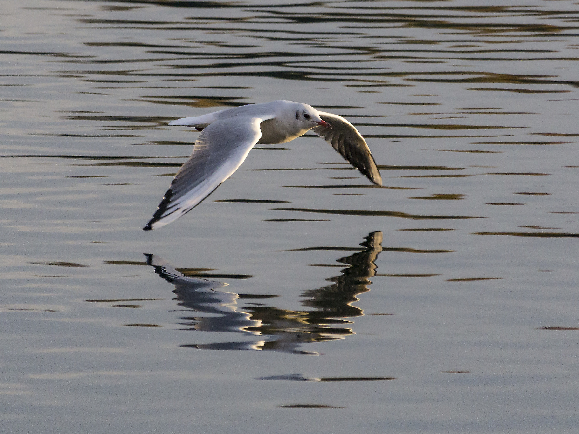 Seagull in flight grazing