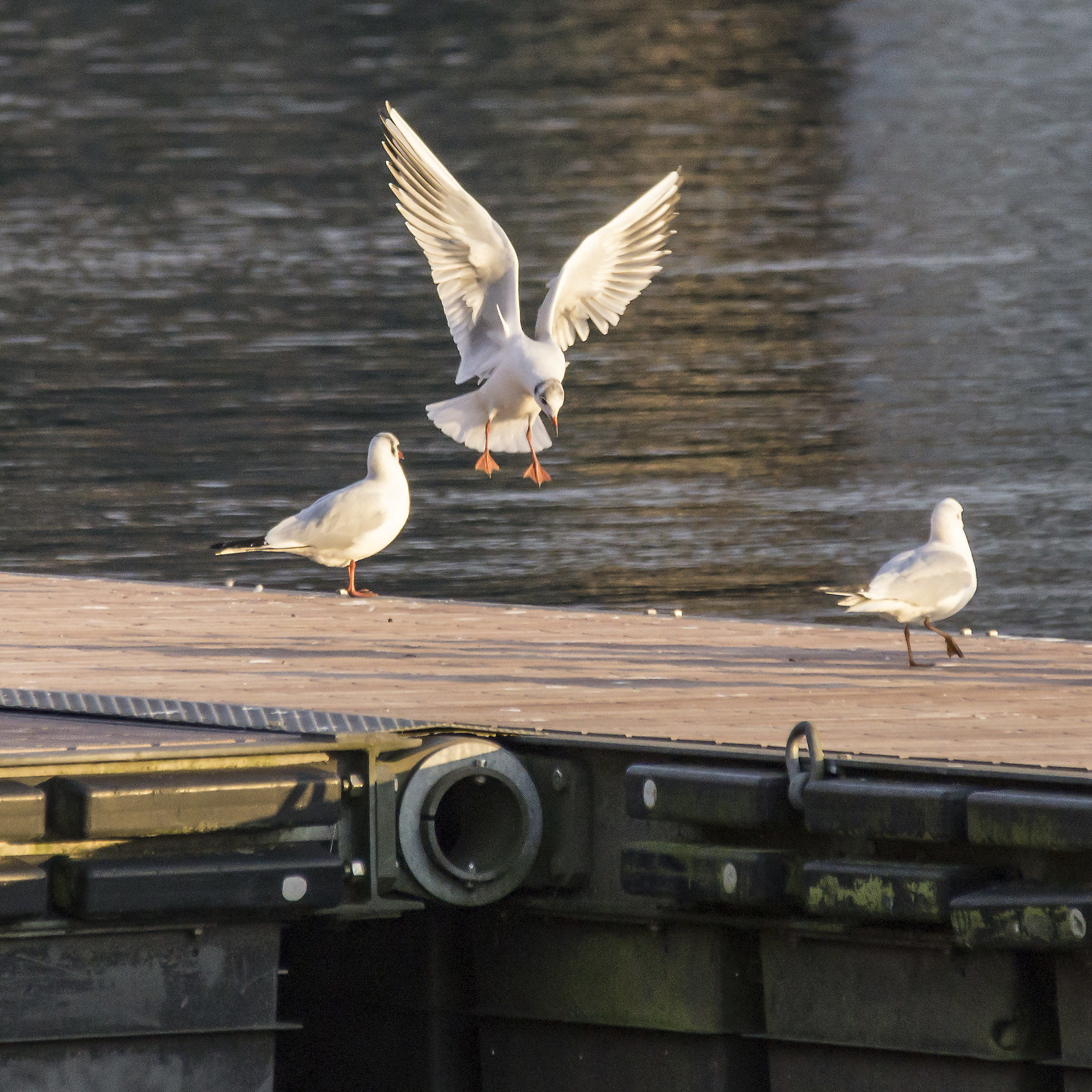 Gabbiano in atterraggio sul pontile