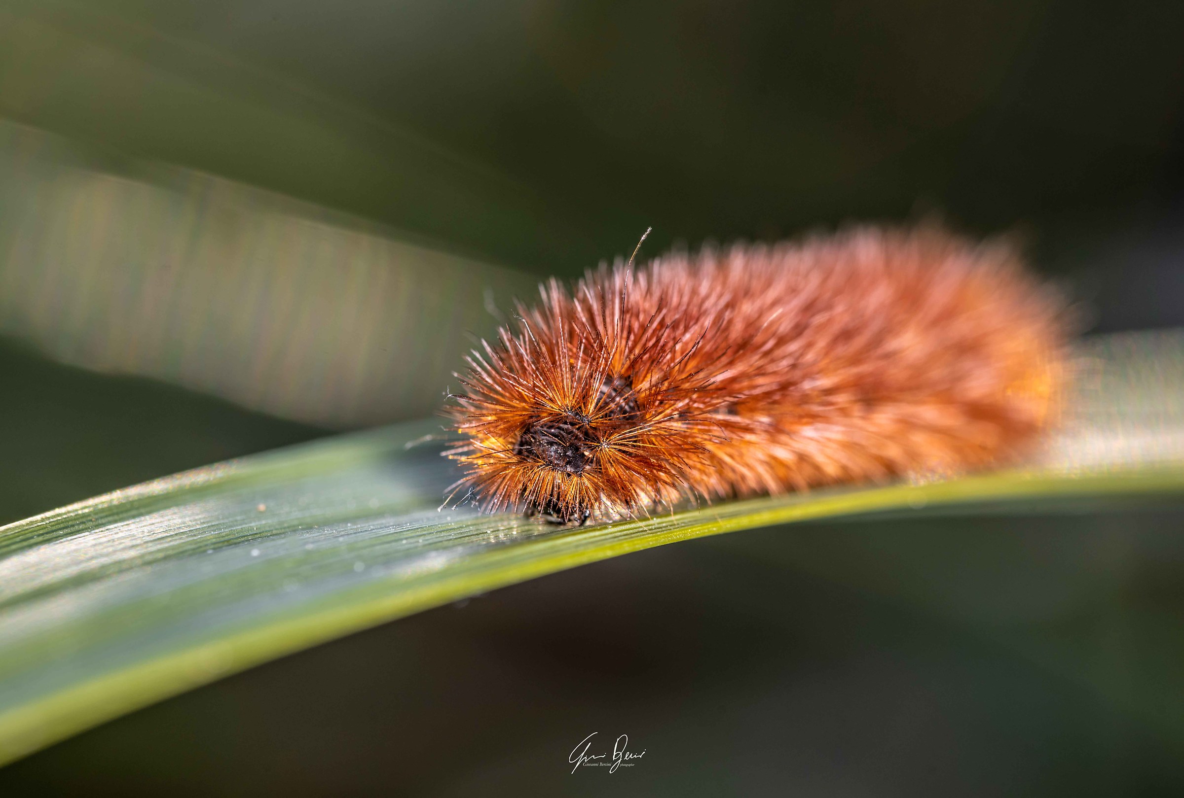 Hairy Caterpillar