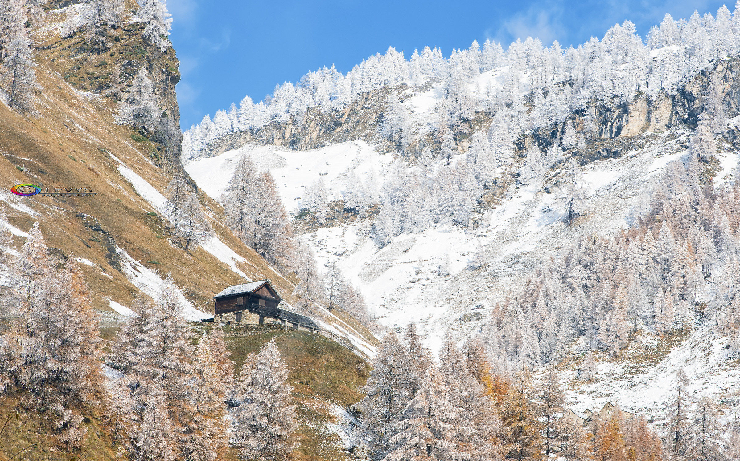 Una spruzzata di neve sui larici