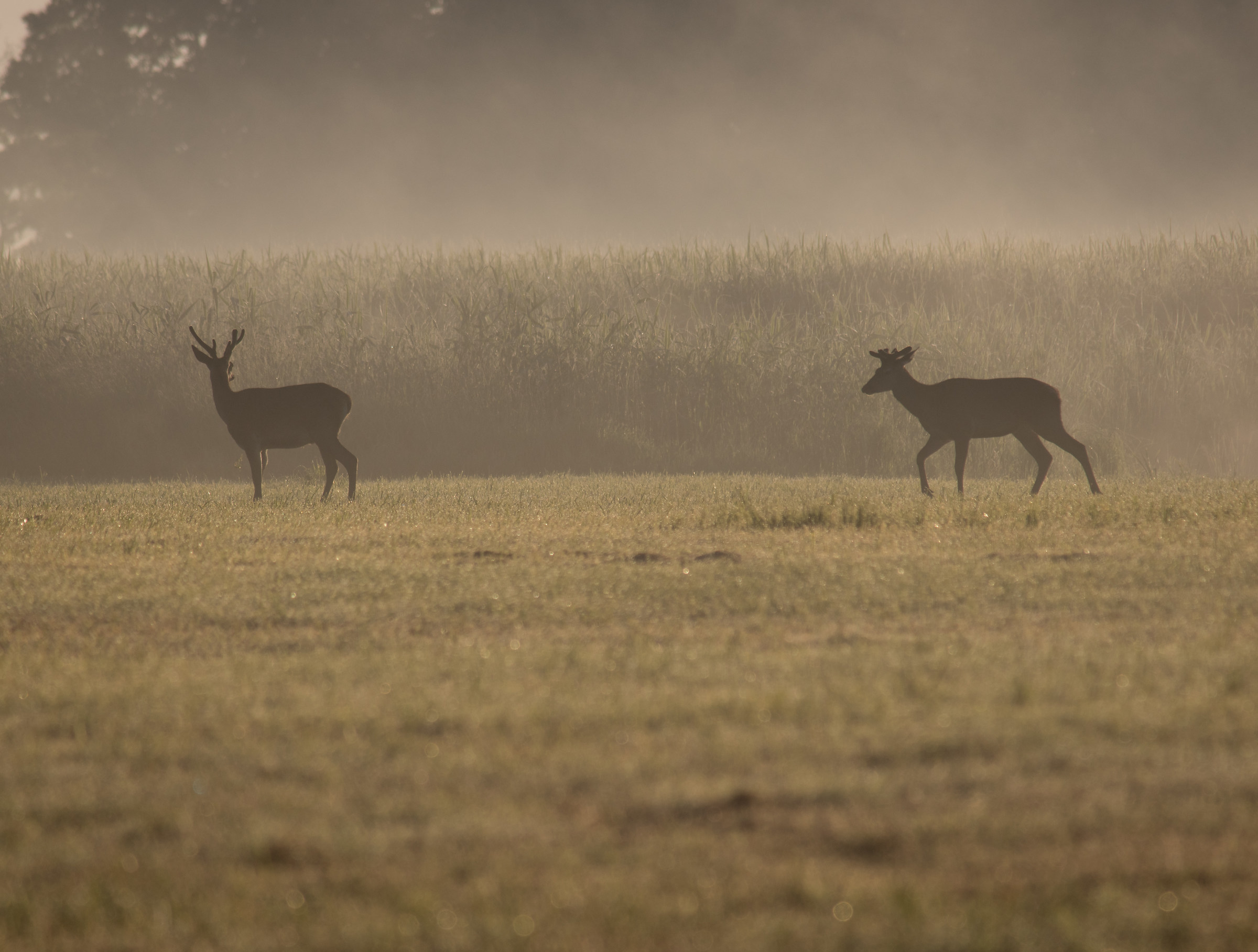 Cervo rosso (Cervus elaphus)