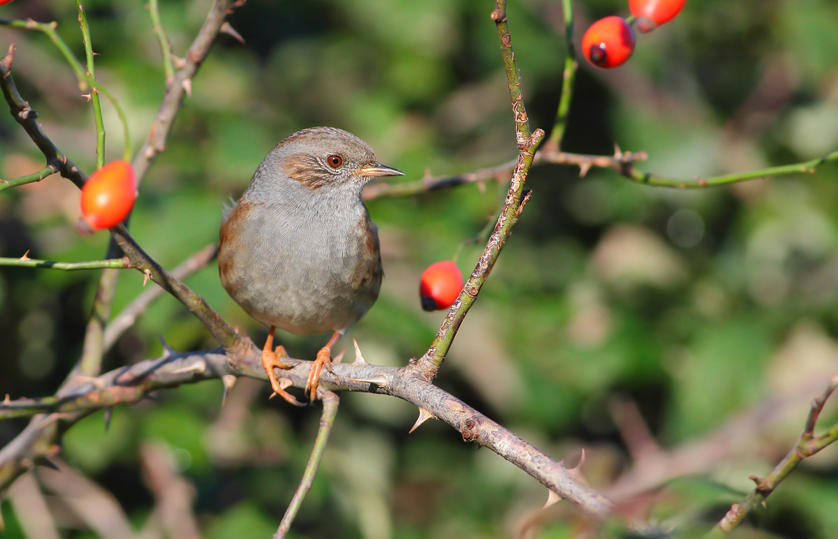 Passera Dunnock