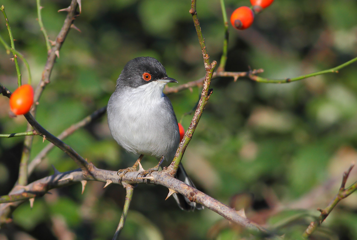 Sardinian Warbler